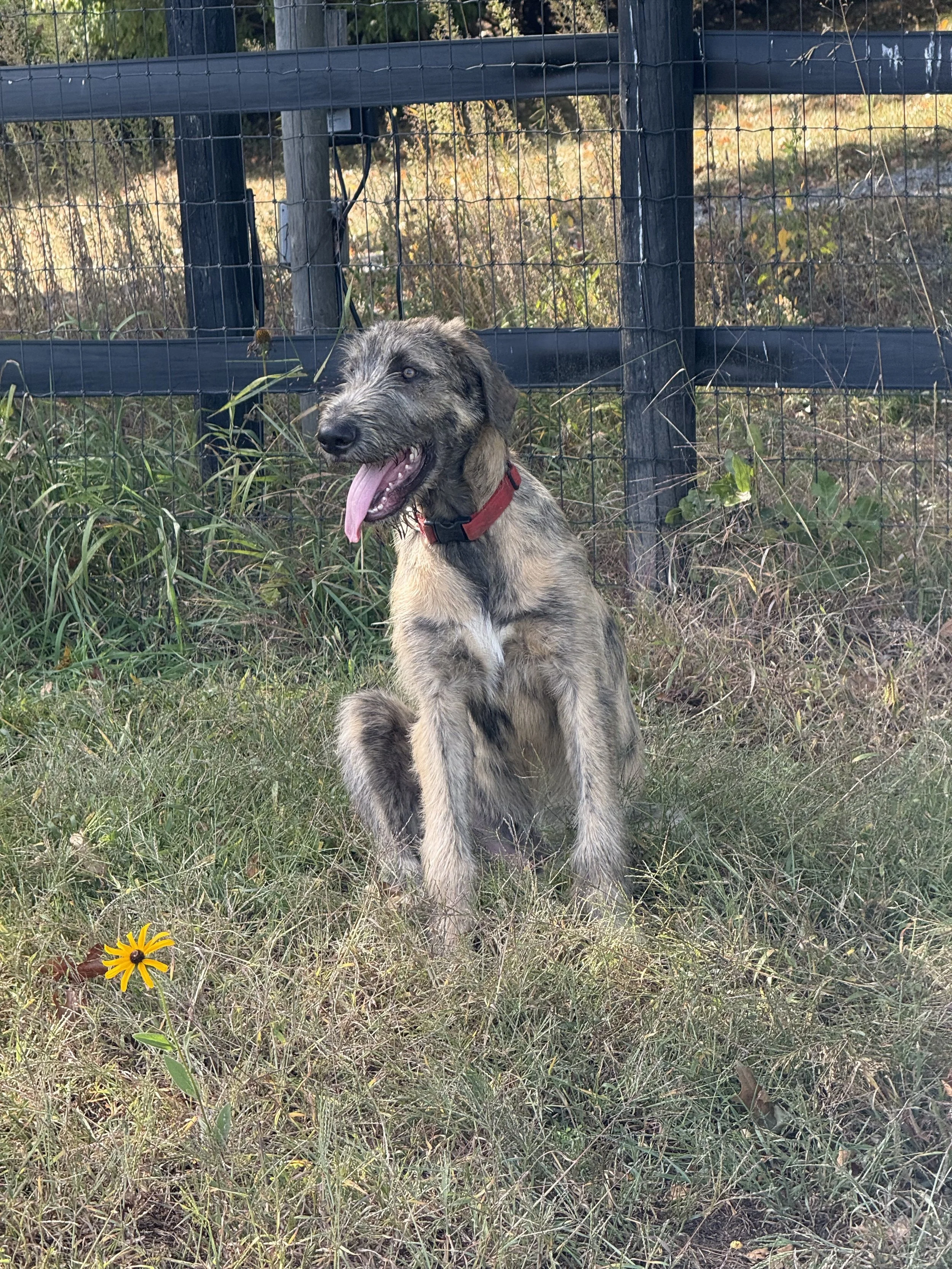 Irish Wolfhound Ballyhara Emery