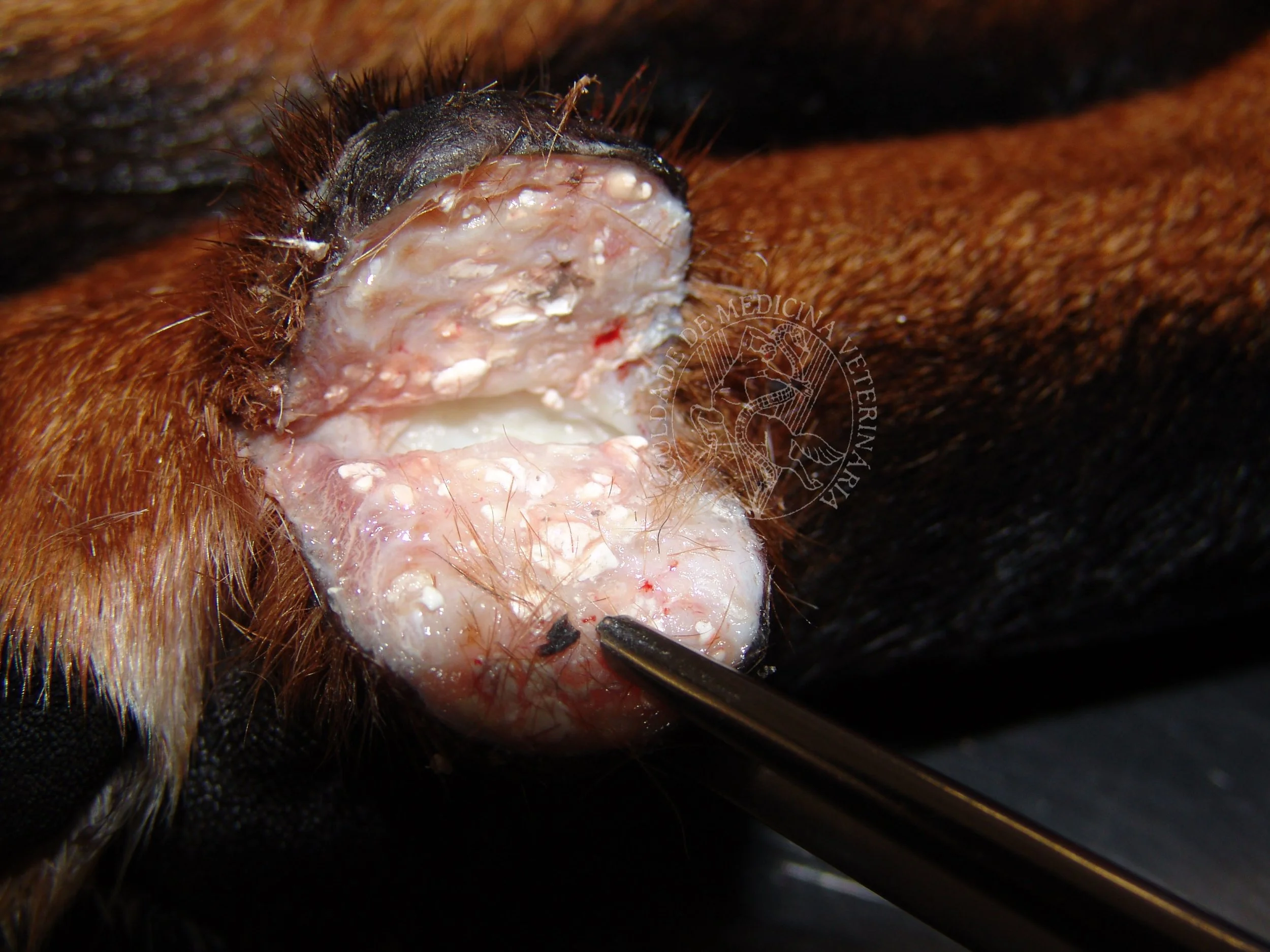 Calcinosis on a dog's foot