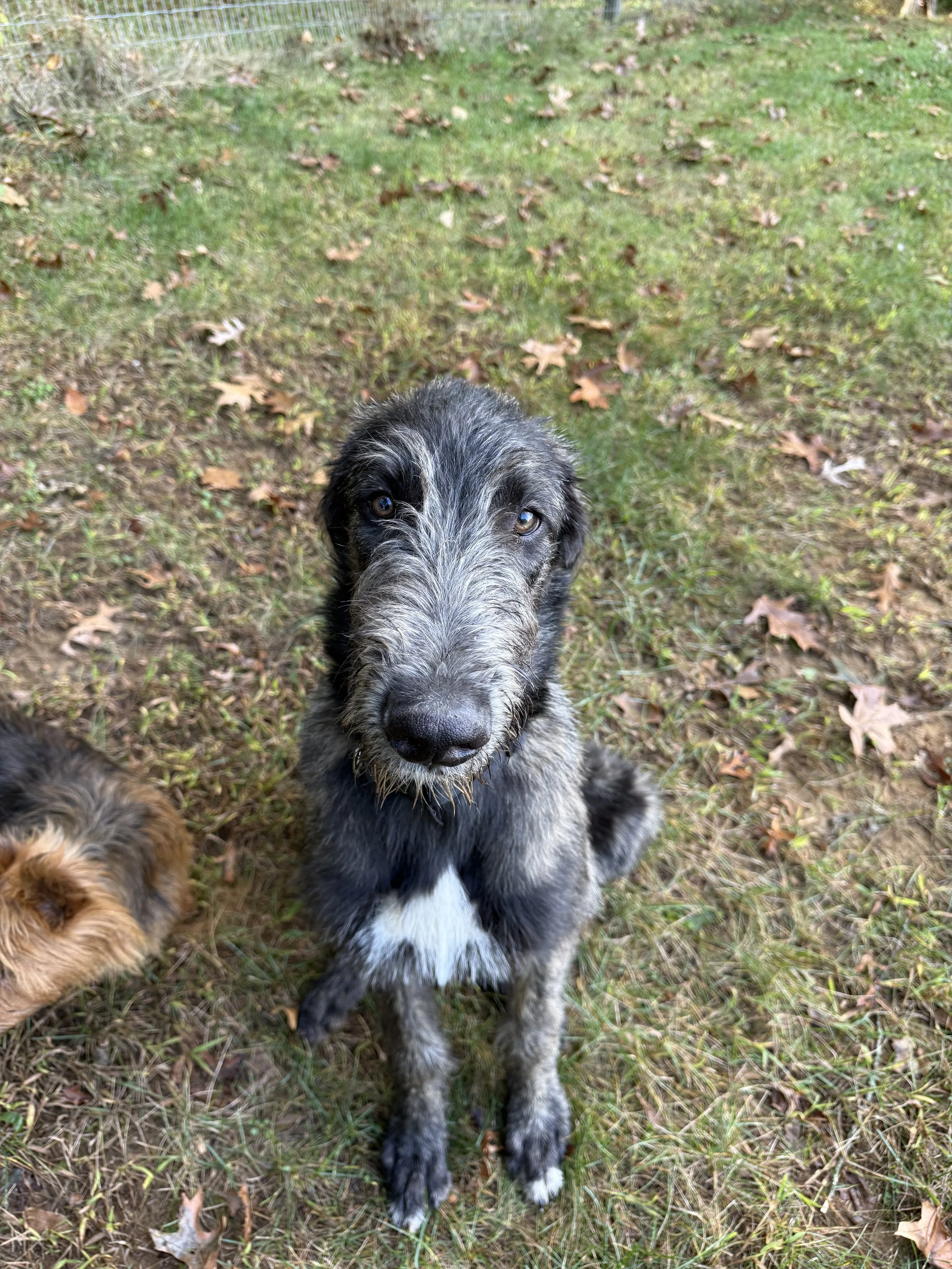 Emissary 6 months headpiece