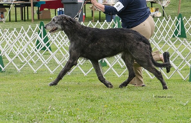 Irish Wolfhound Veteran Ballyhara Cinneide