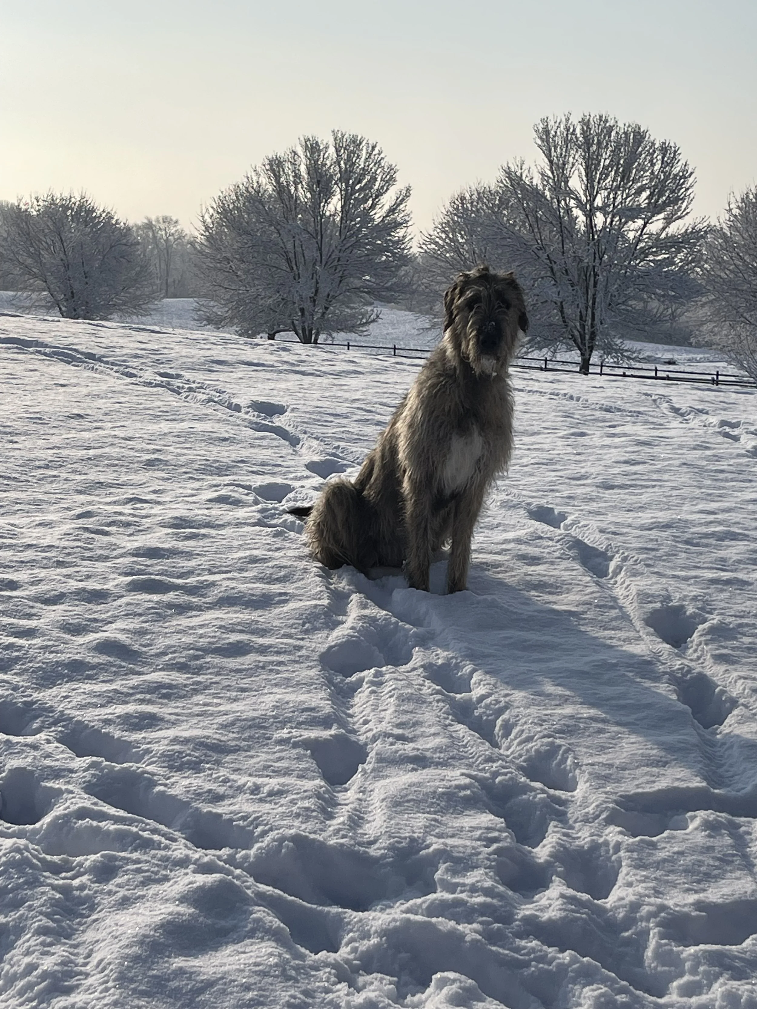 Ballyhara Afric winter scene