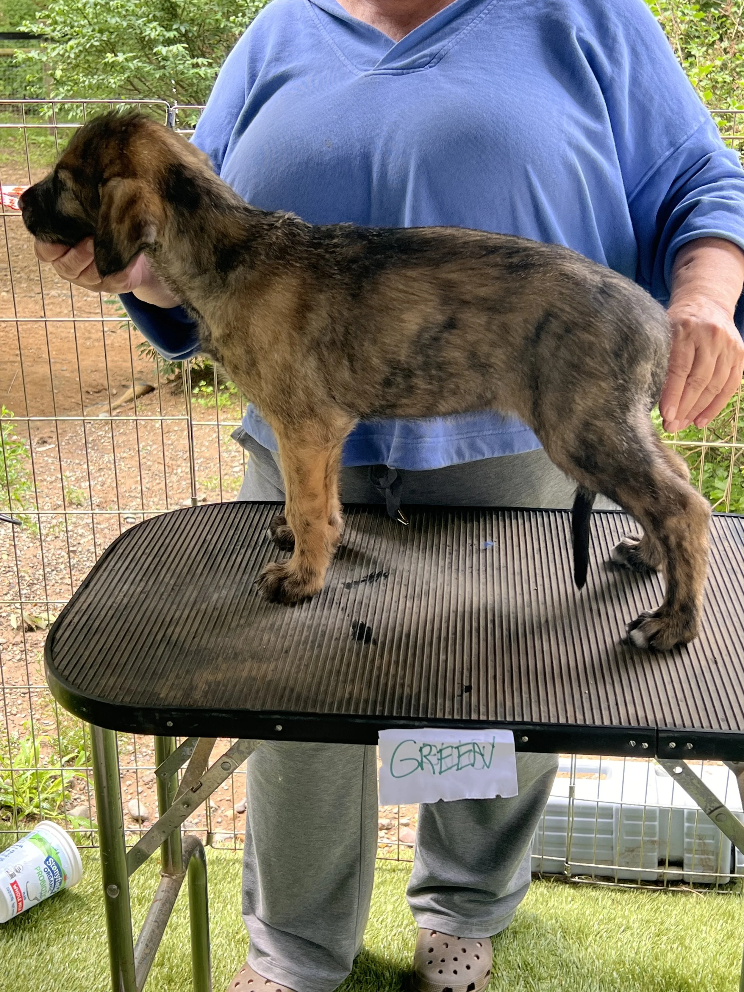 Ballyhara Erin profile