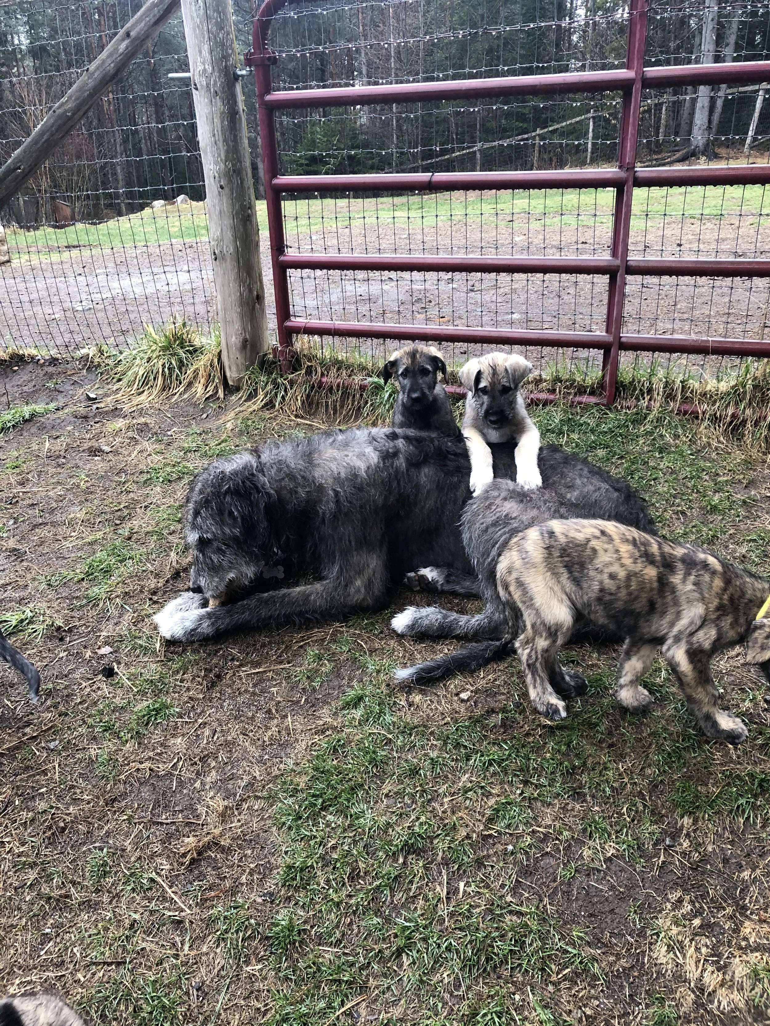 annique on Kellyanne with Ali