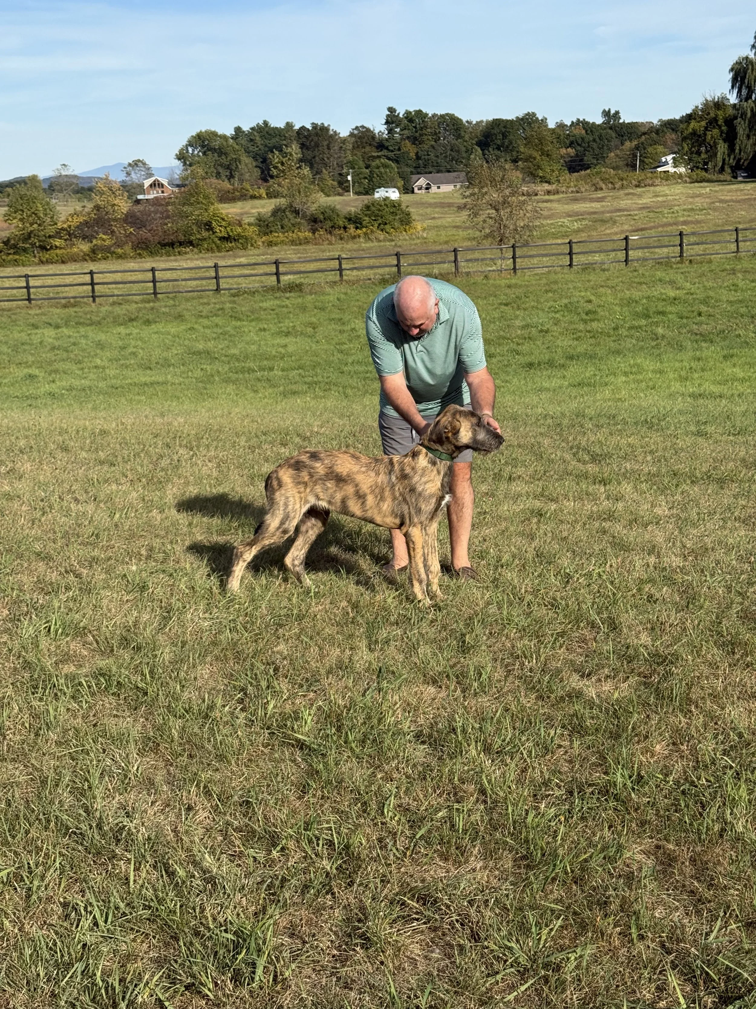 Ballyhara Erin 5 months