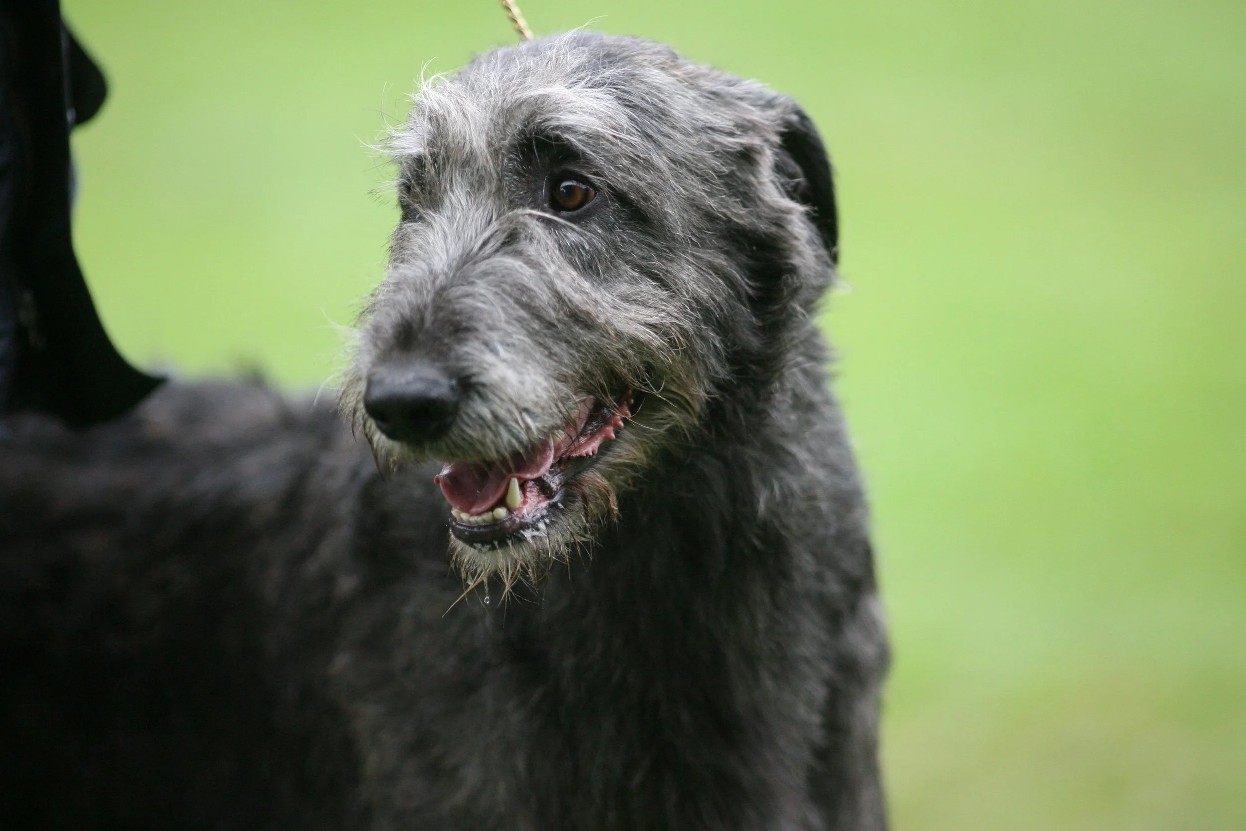 Irish Wolfhound Ballyhara Darley
