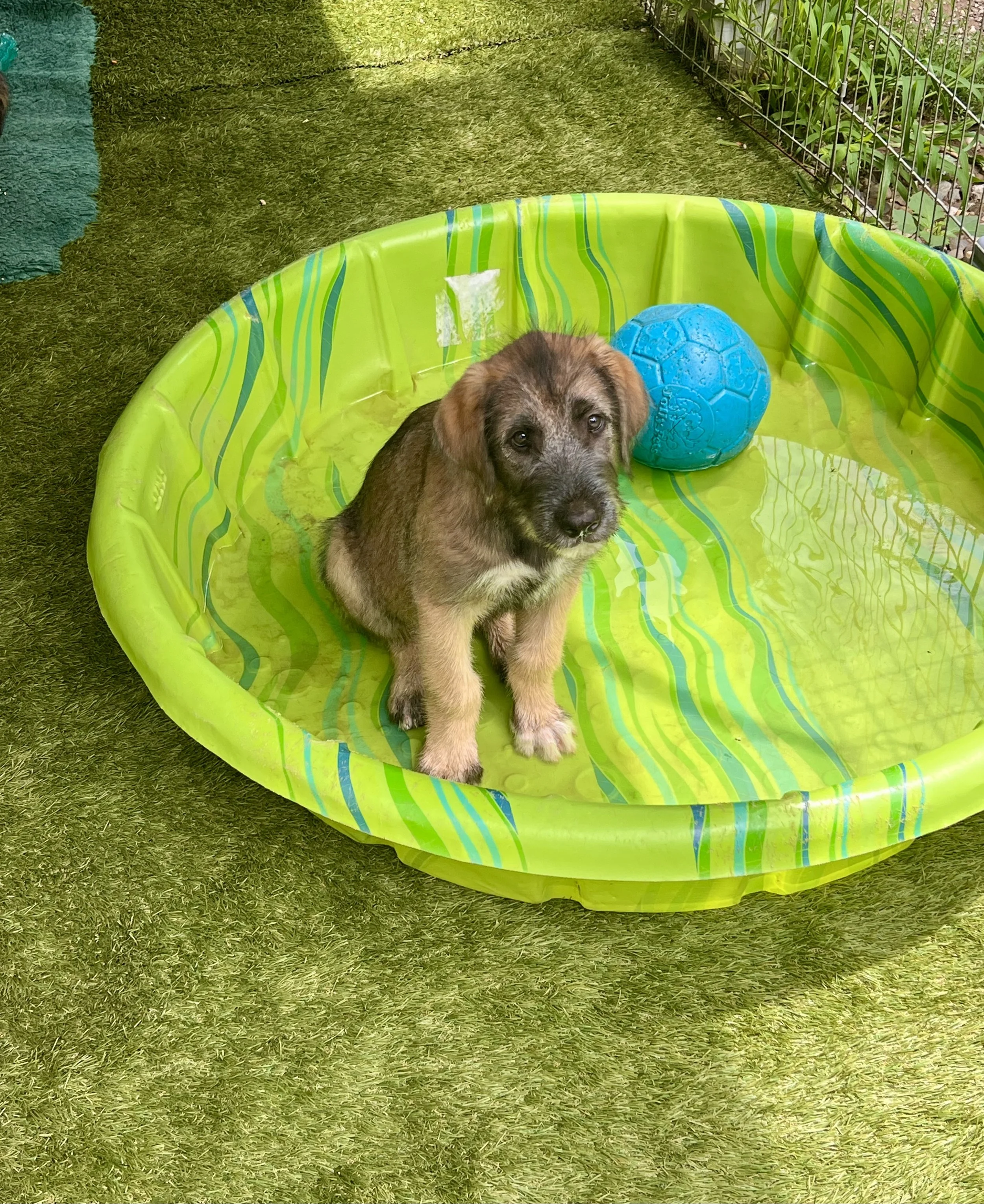 ballyhara evangeline pool