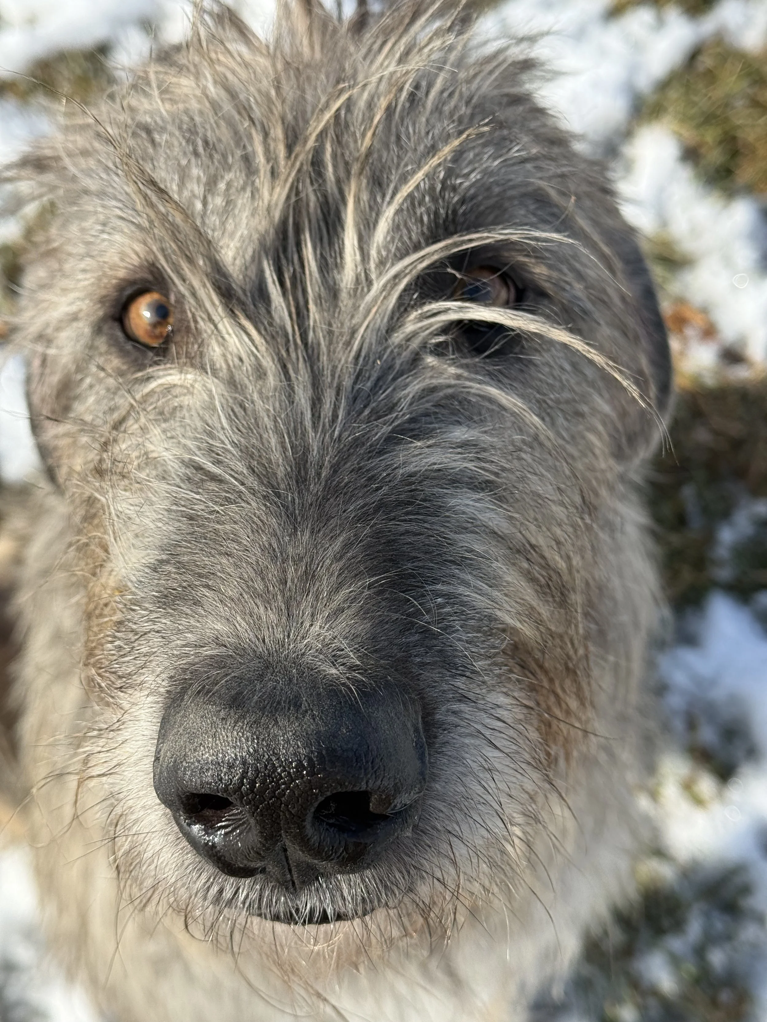 Ballyhara Afric headpiece