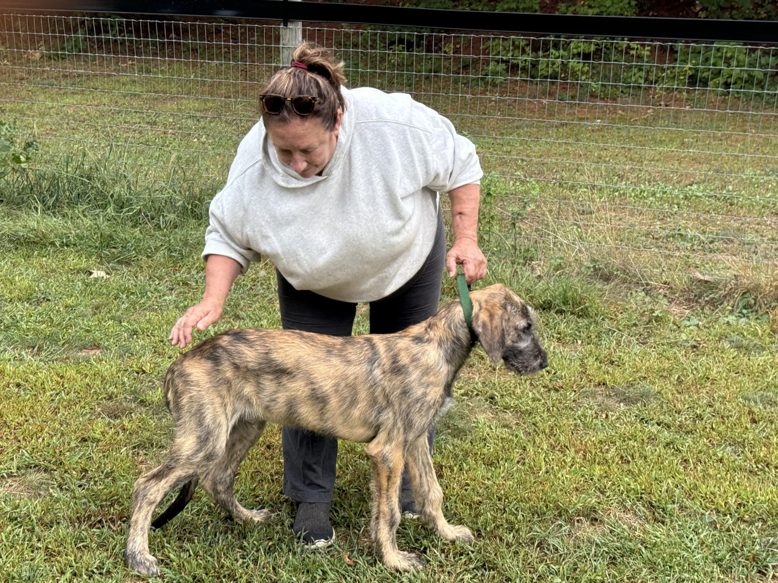 Ballyhara 4 months 2