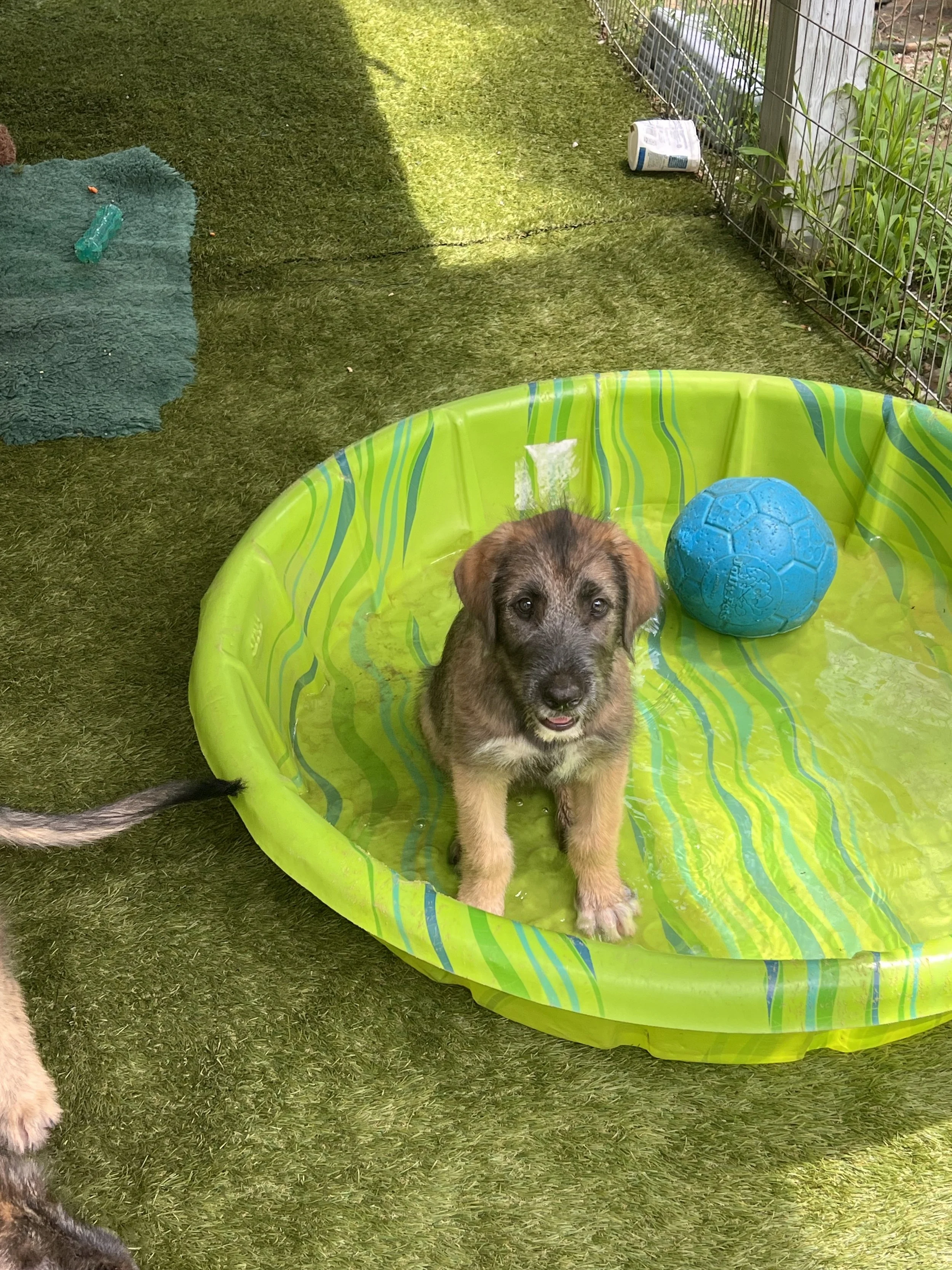 ballyhara evangeline