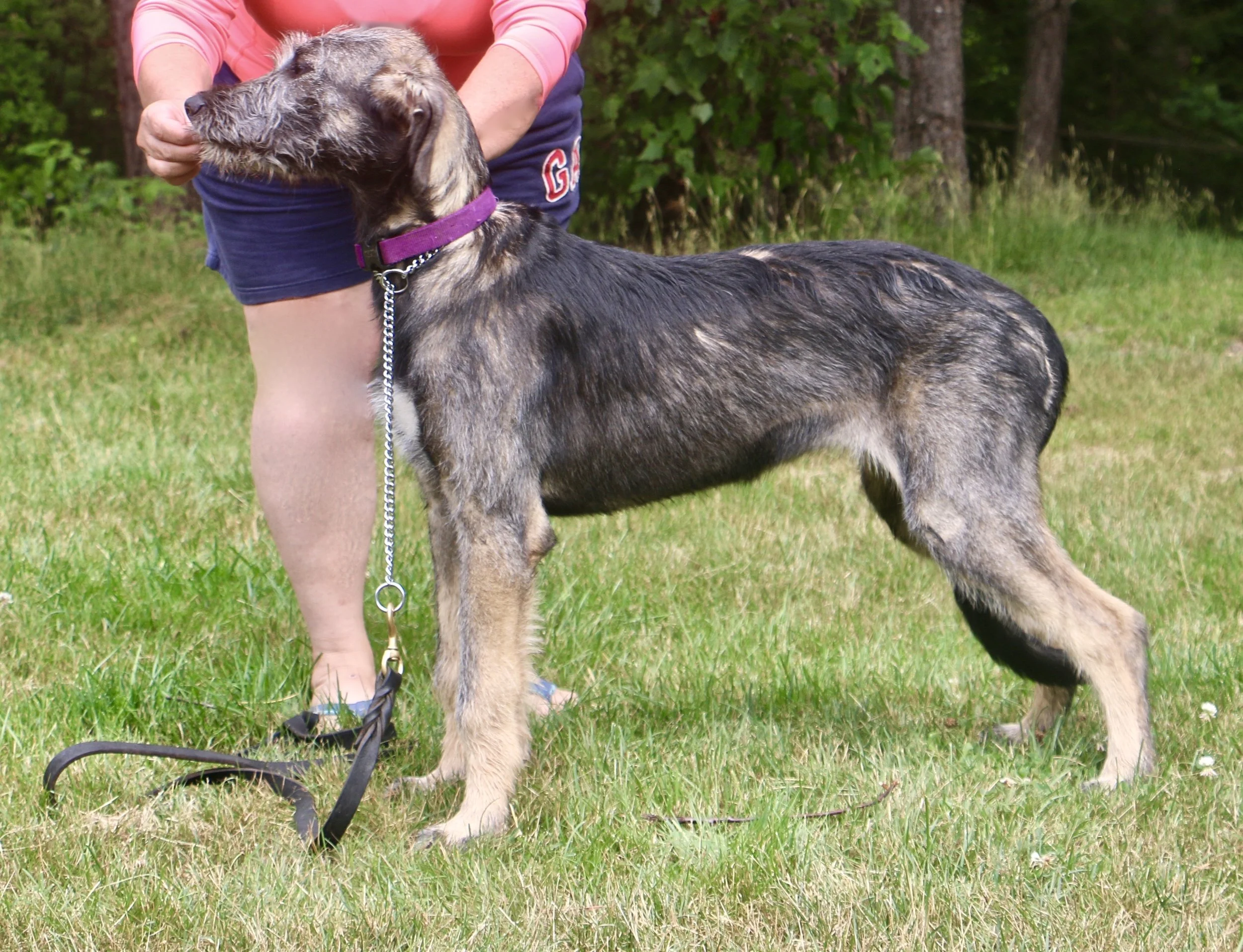 Ballyhara Alannah 10 months