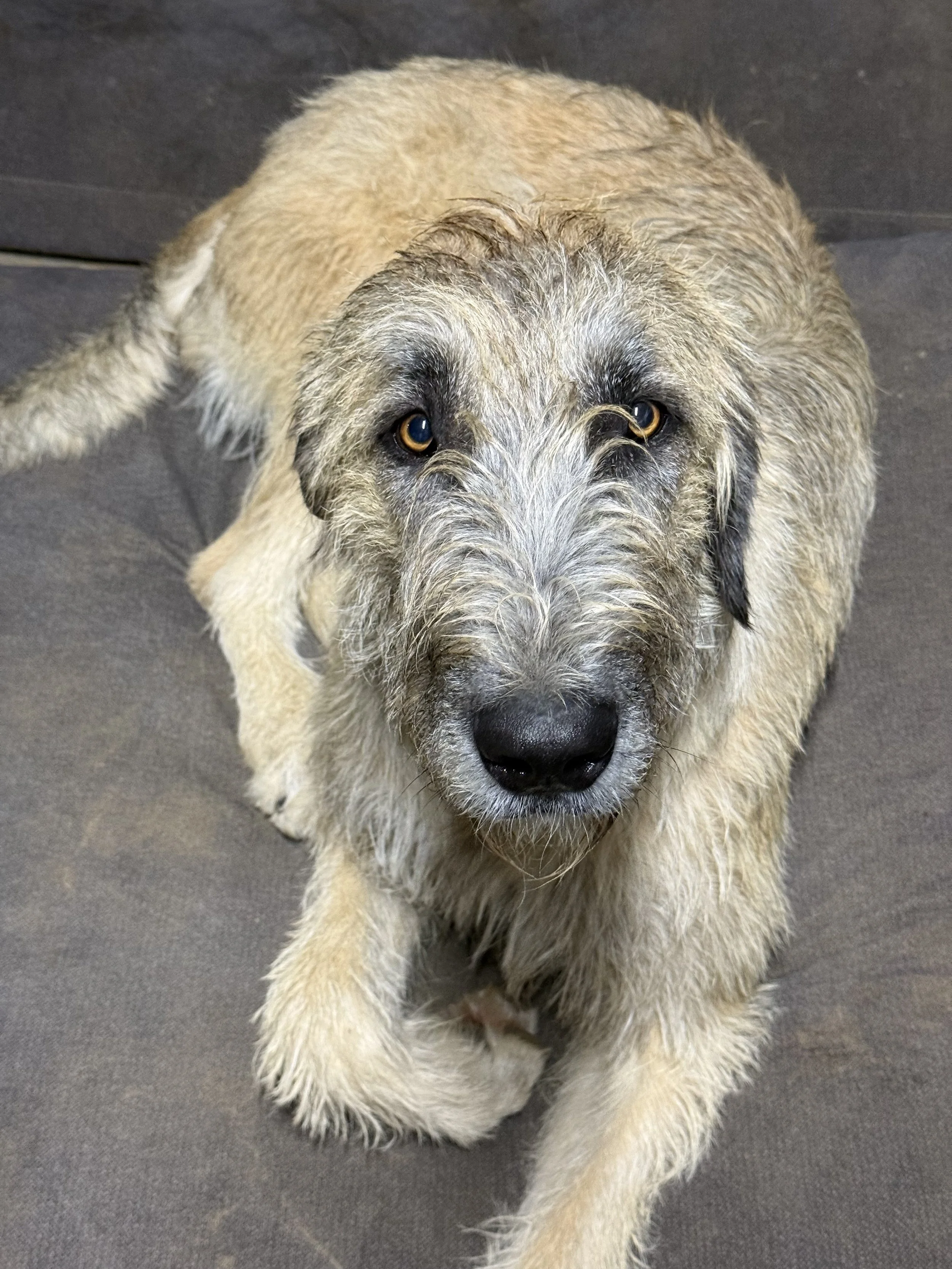 Ballyhara Evangeline Irish Wolfhound