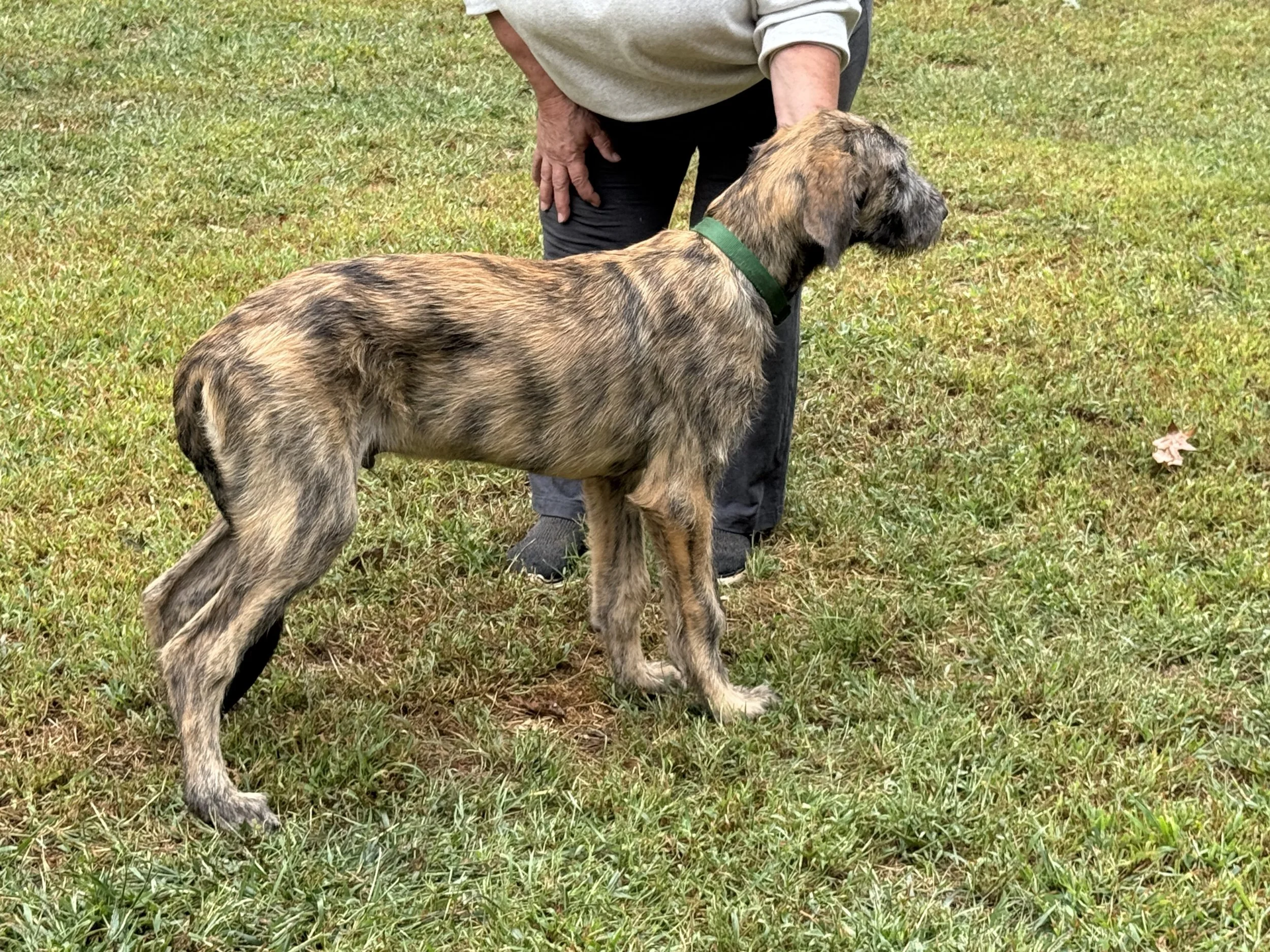 Ballyhara Erin 5 months