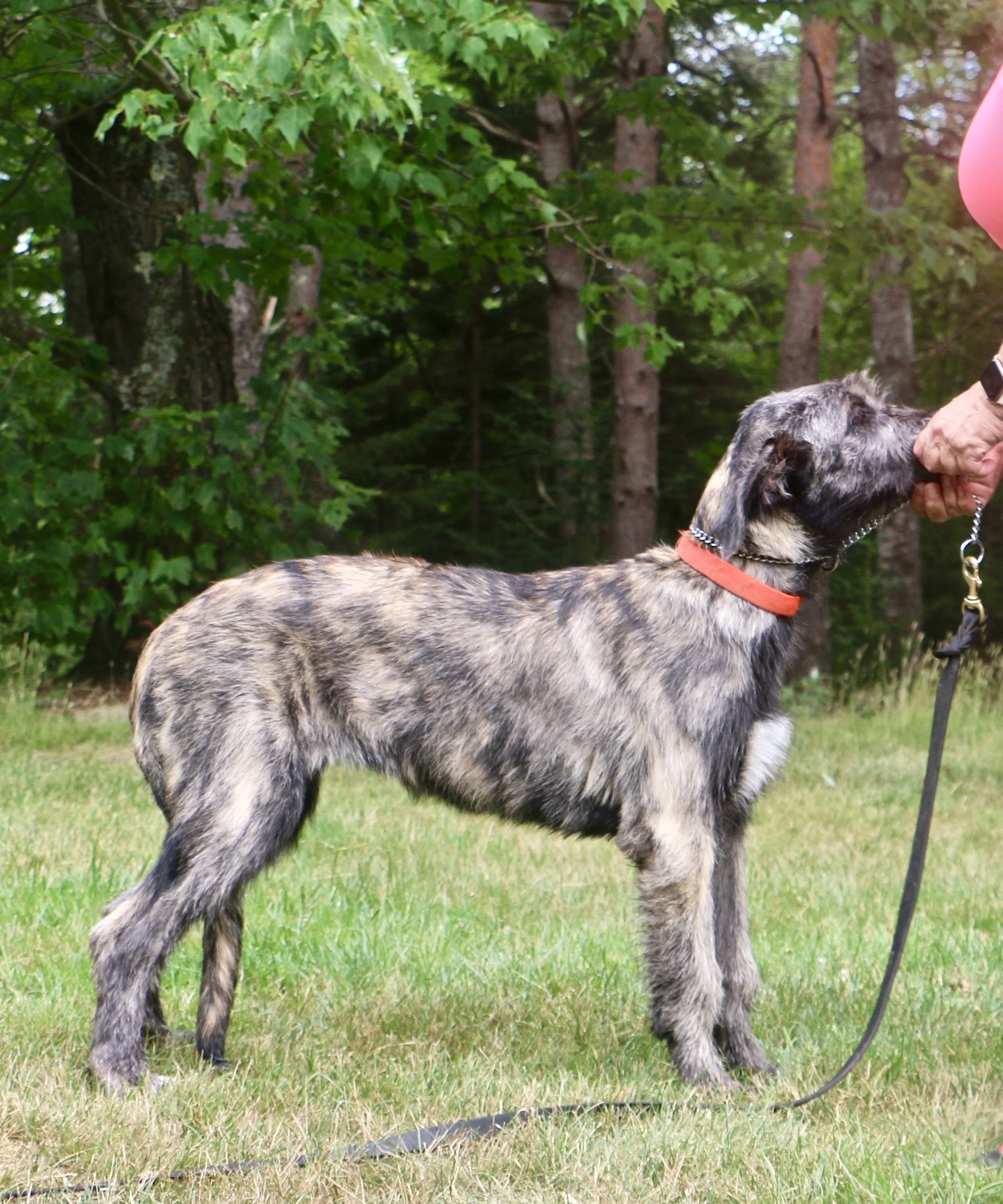Irish Wolfhound Ballyhara Aideen