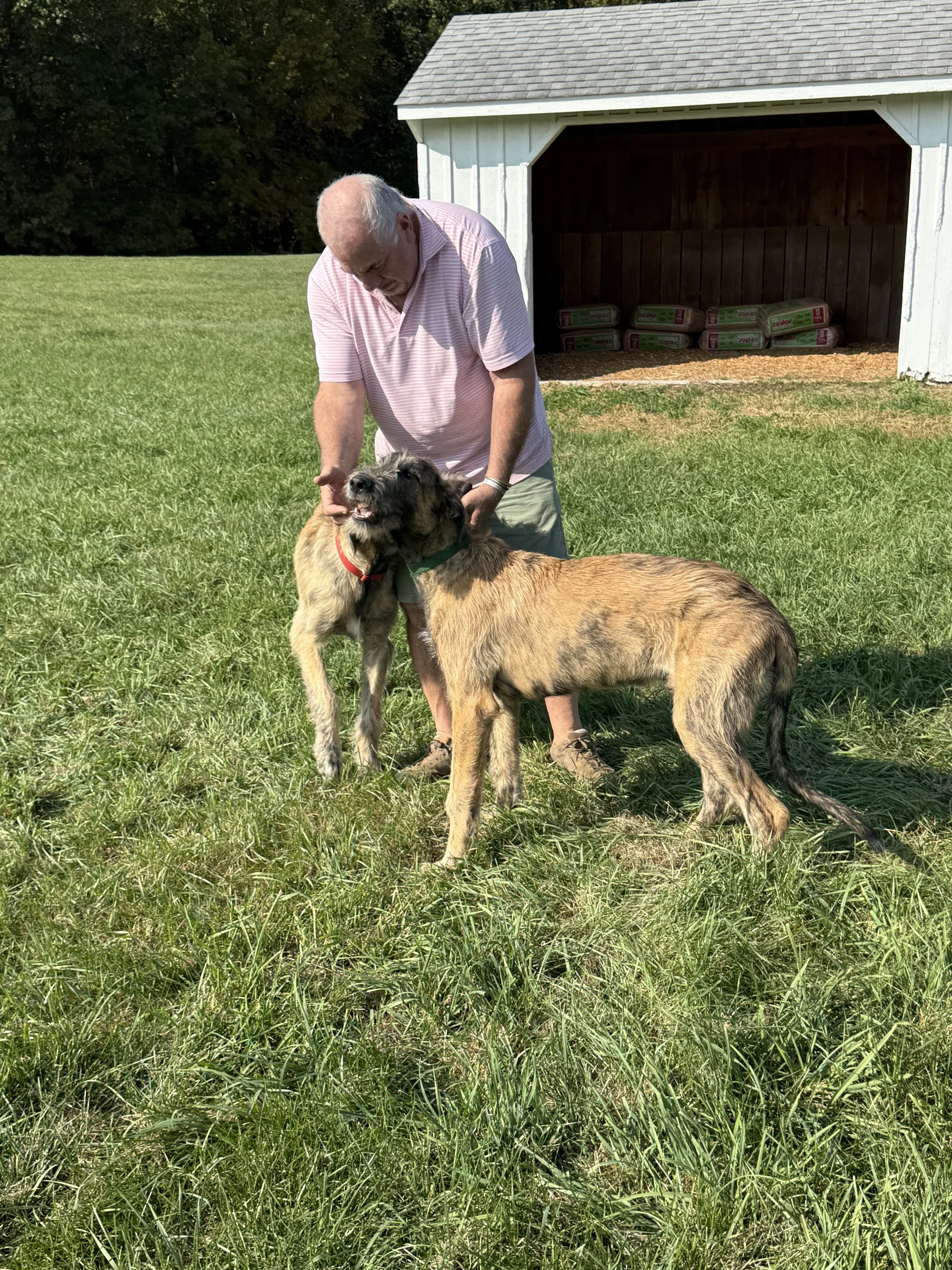 Ballyhara Erin 5 months 3