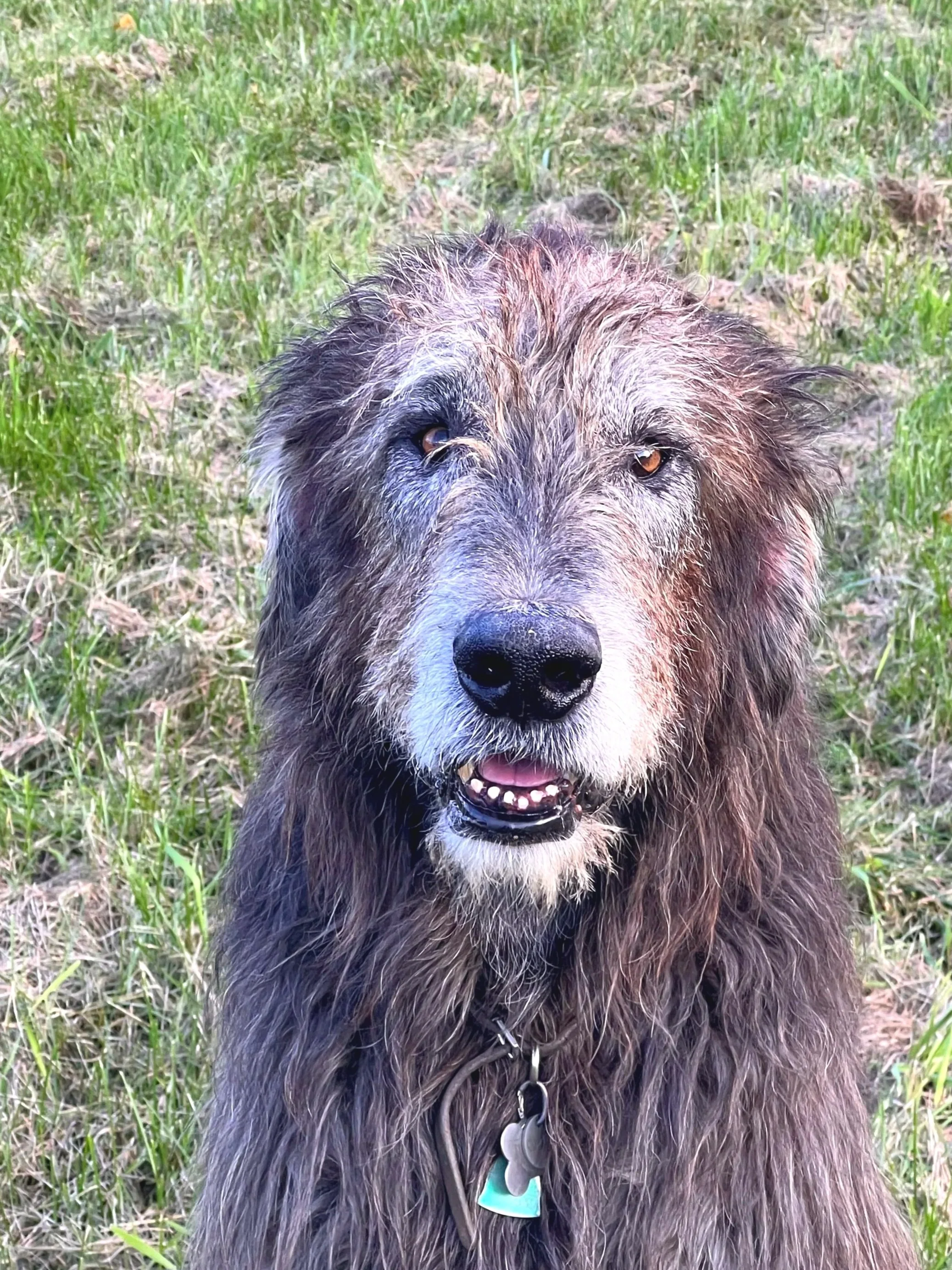 Irish Wolfhound Ballyhara Ki