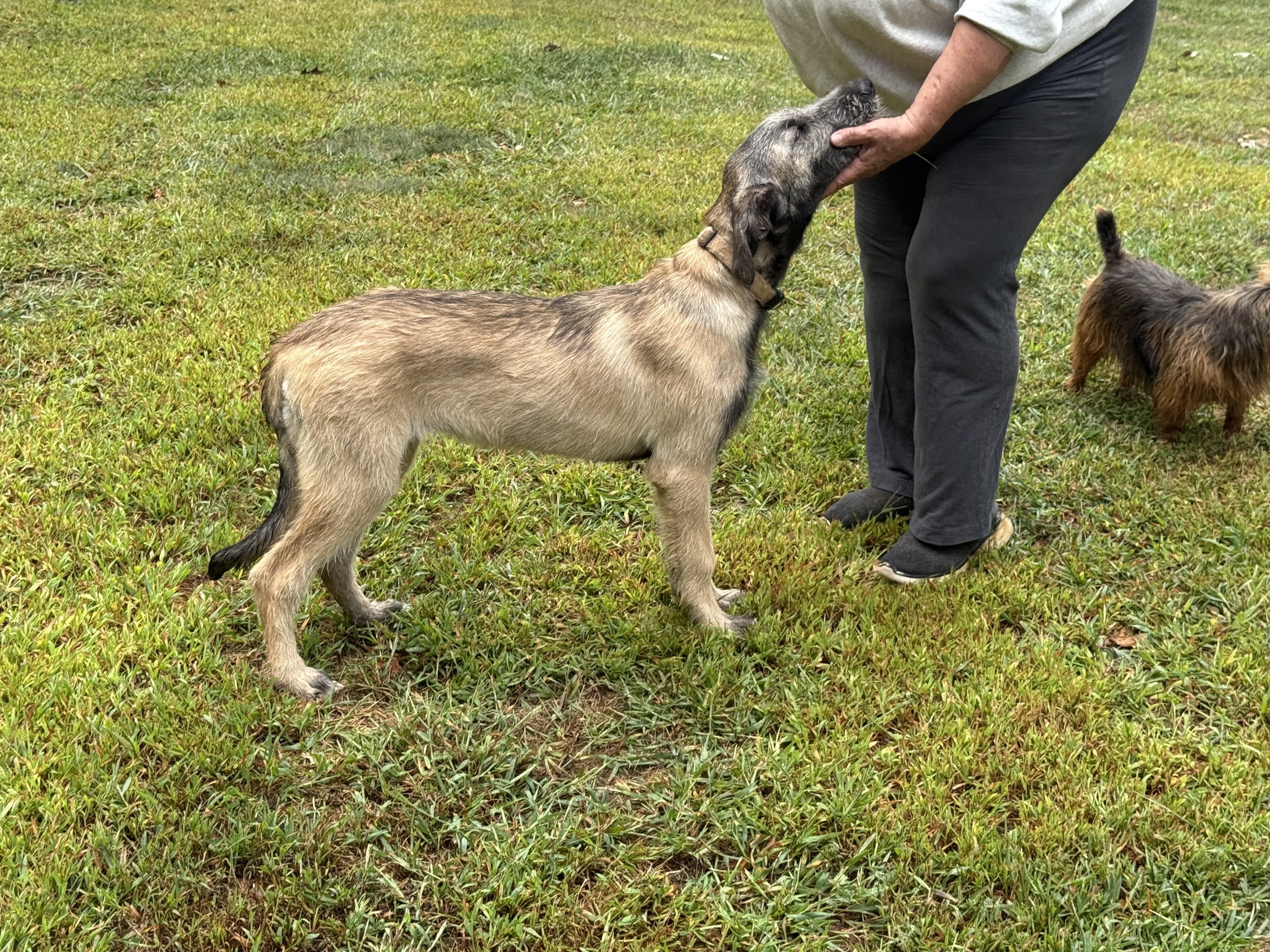 ballyhara elle profile