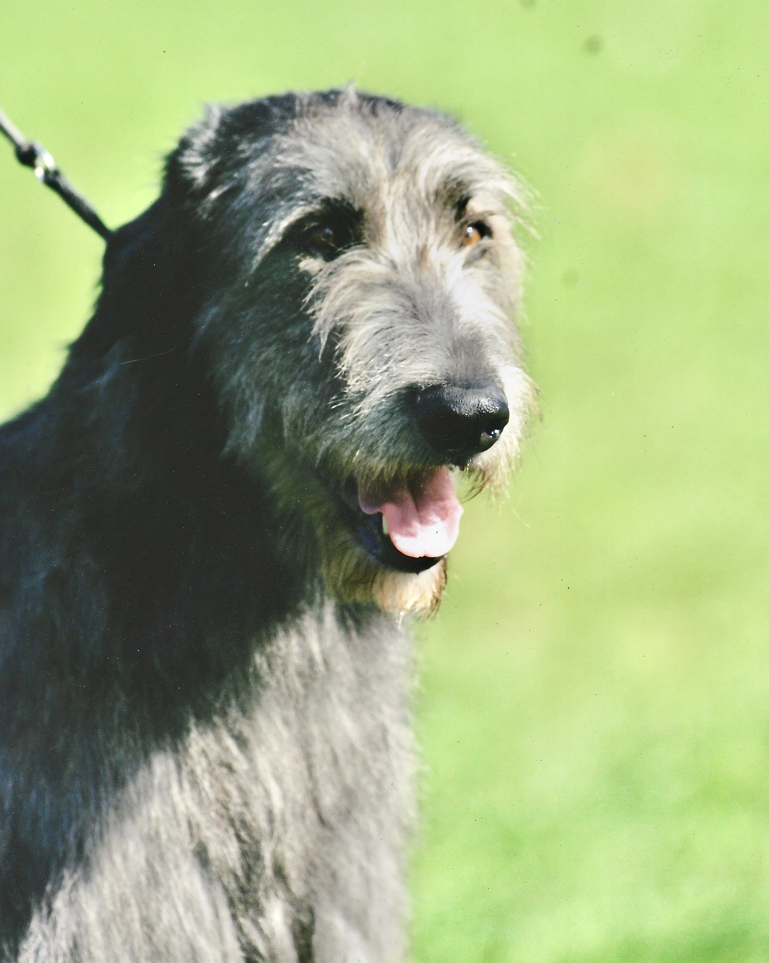 Irish Wolfhound Rosslare's Jane of Ballyhara