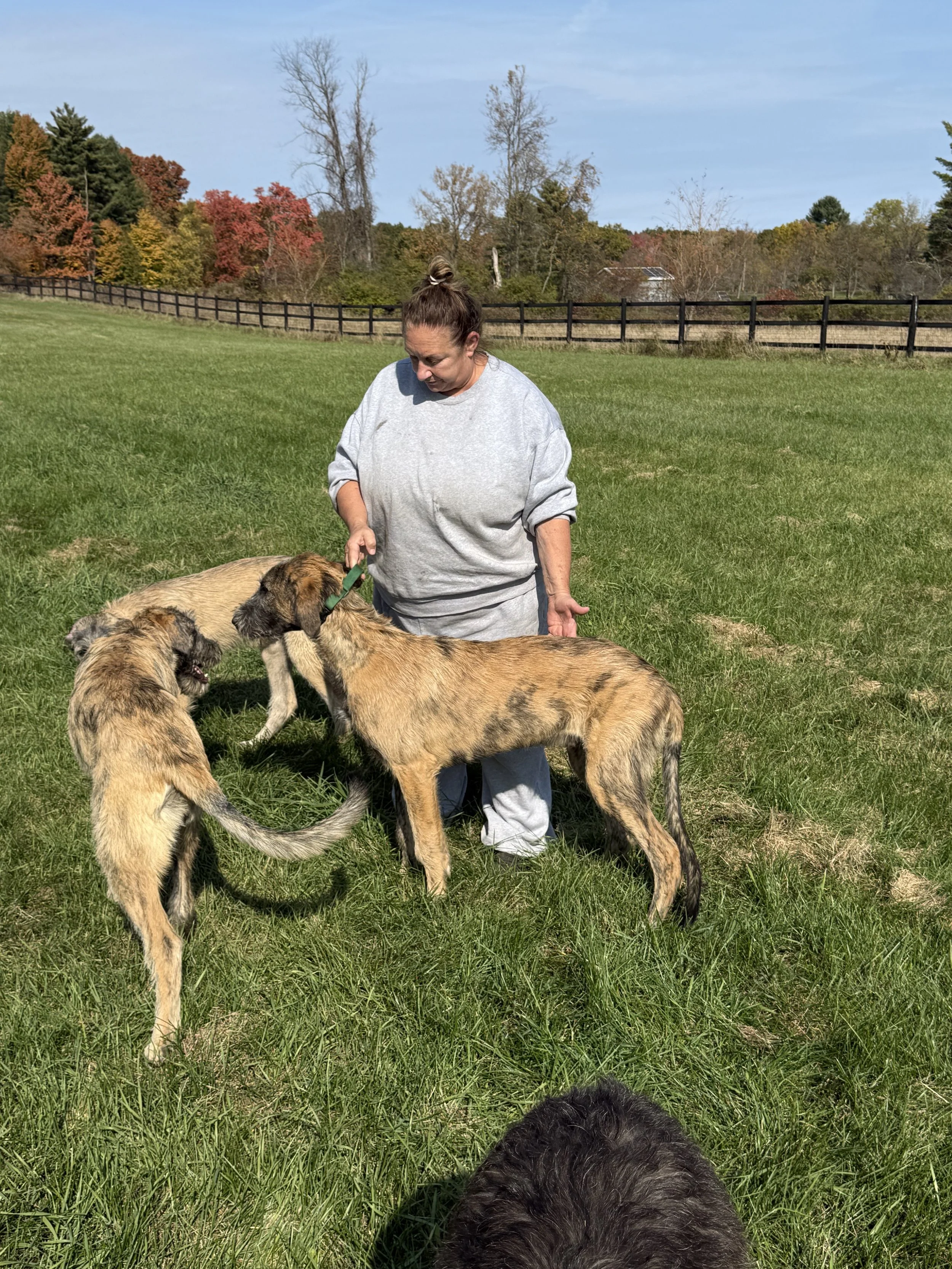 Ballyhara Erin 5 months 