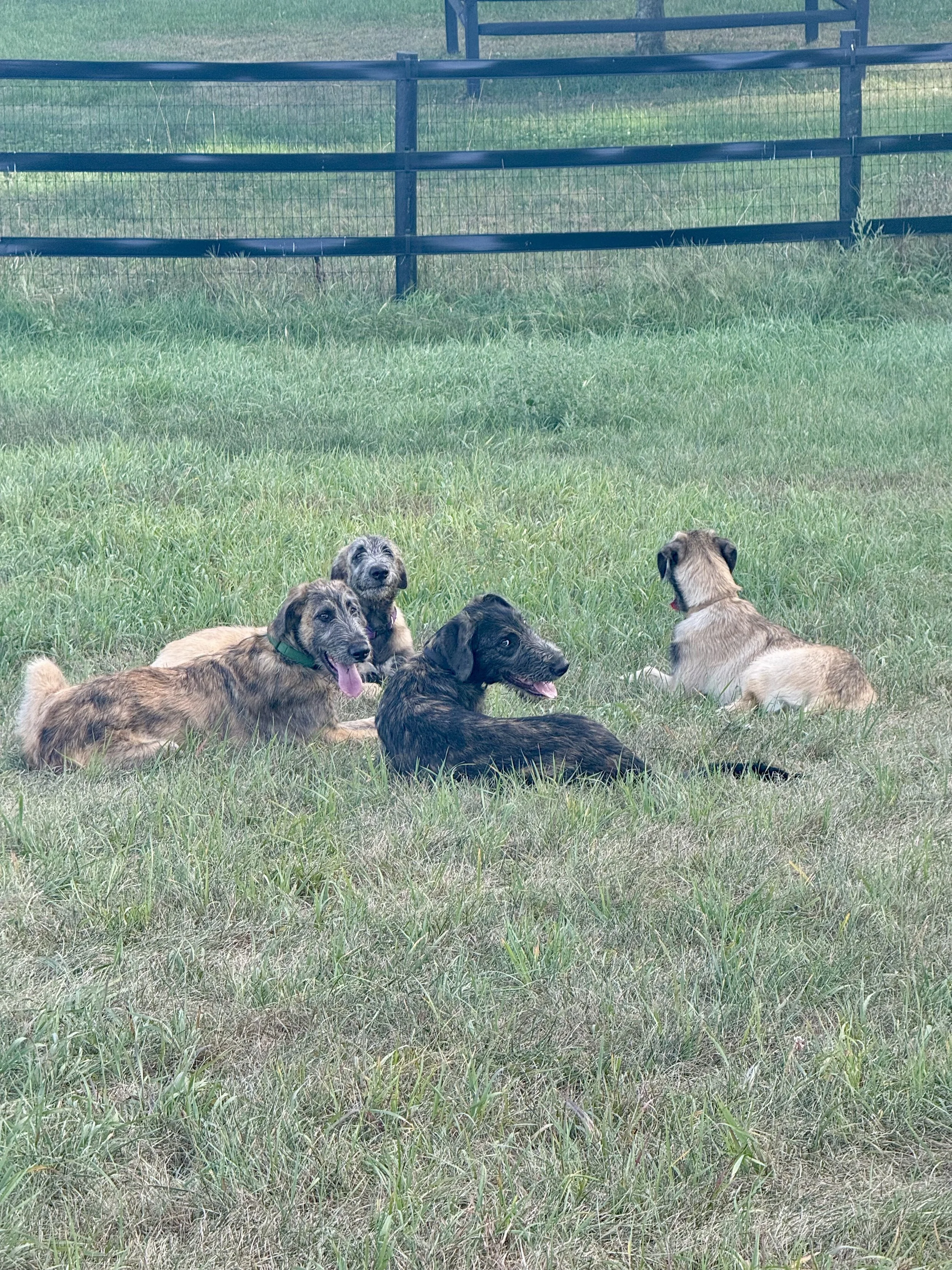 Emissary and littermates