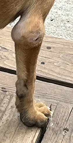 canine elbow hygroma