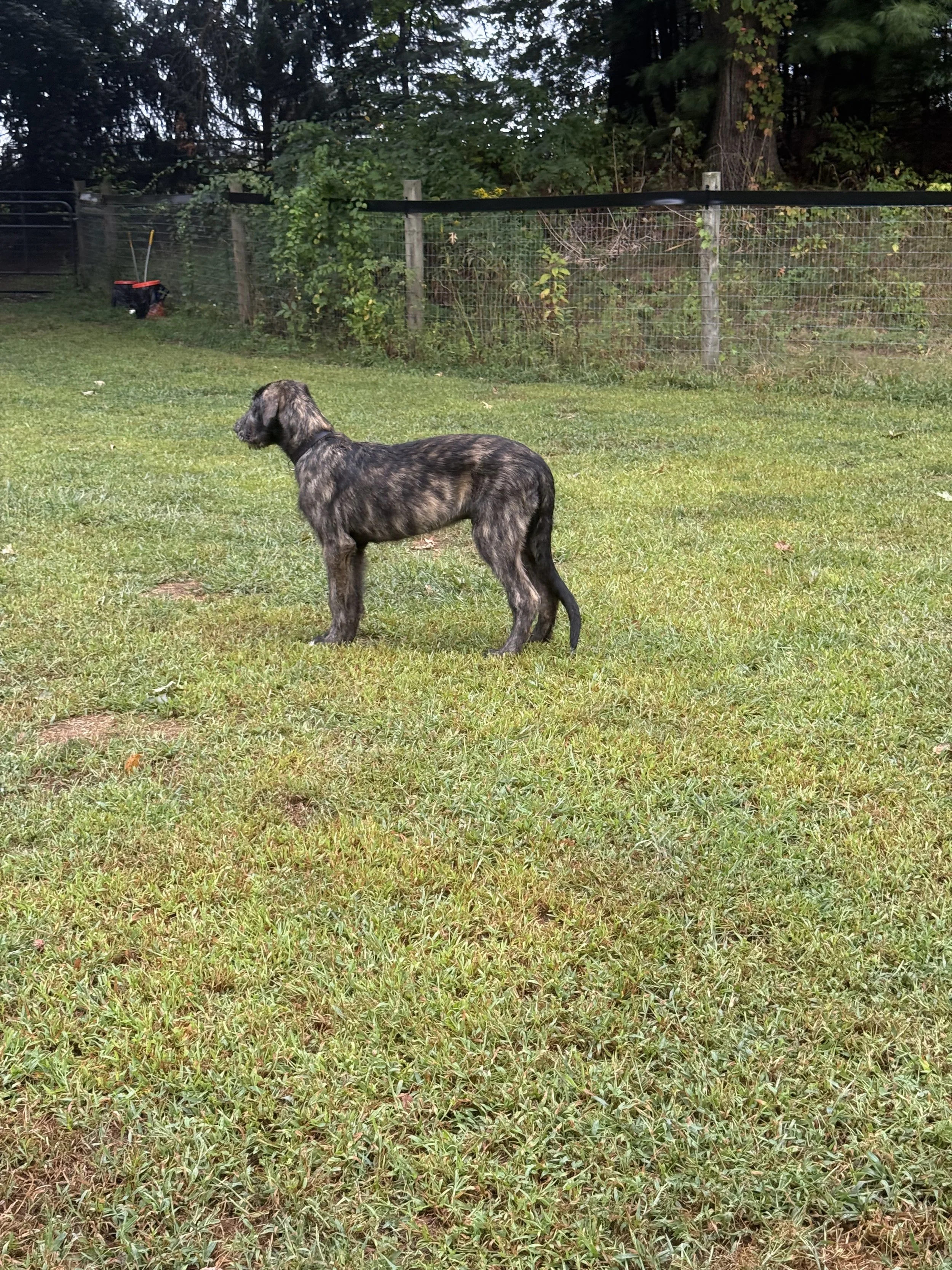 Emissary free stack 4 months