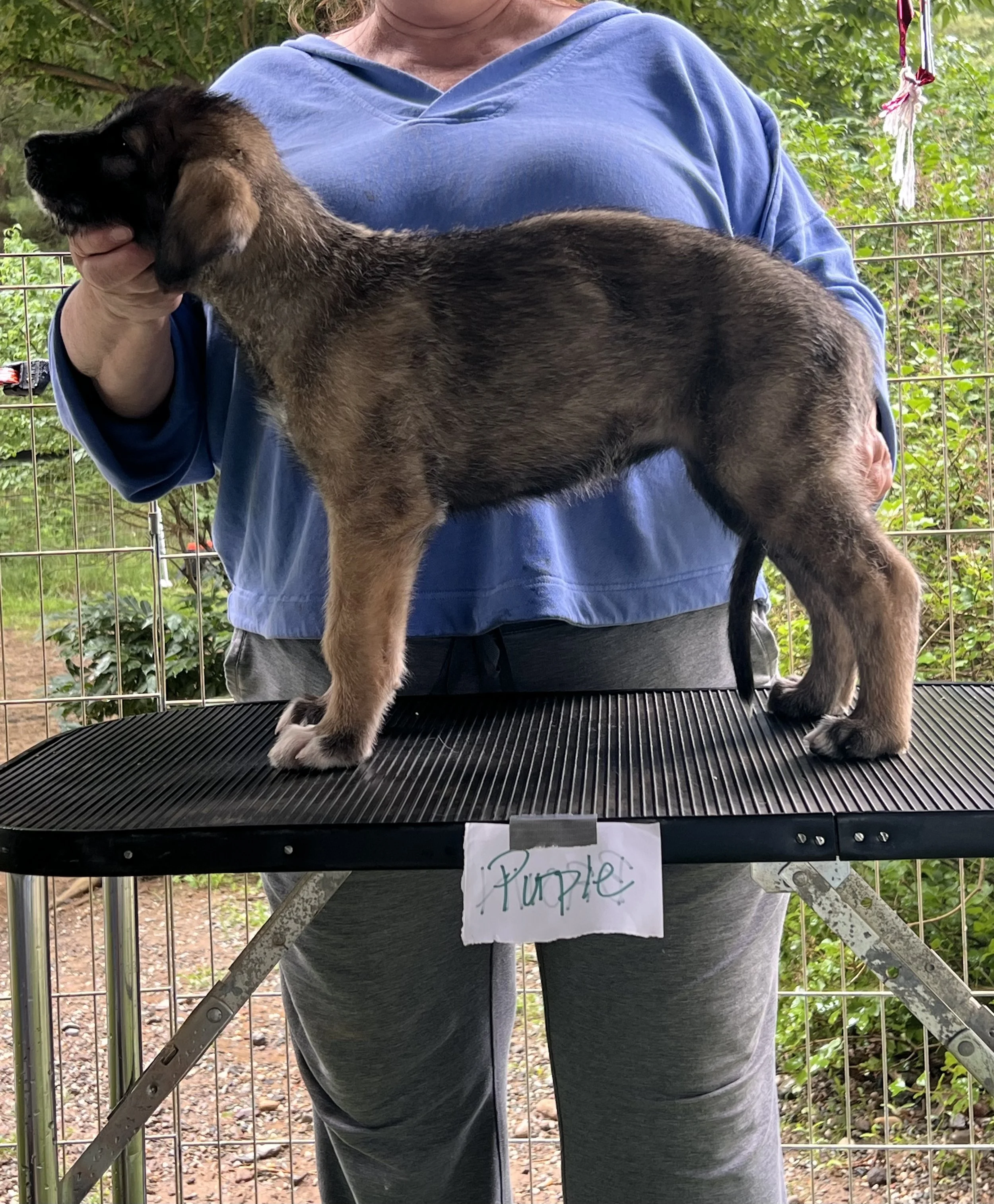 ballyhara evangeline 