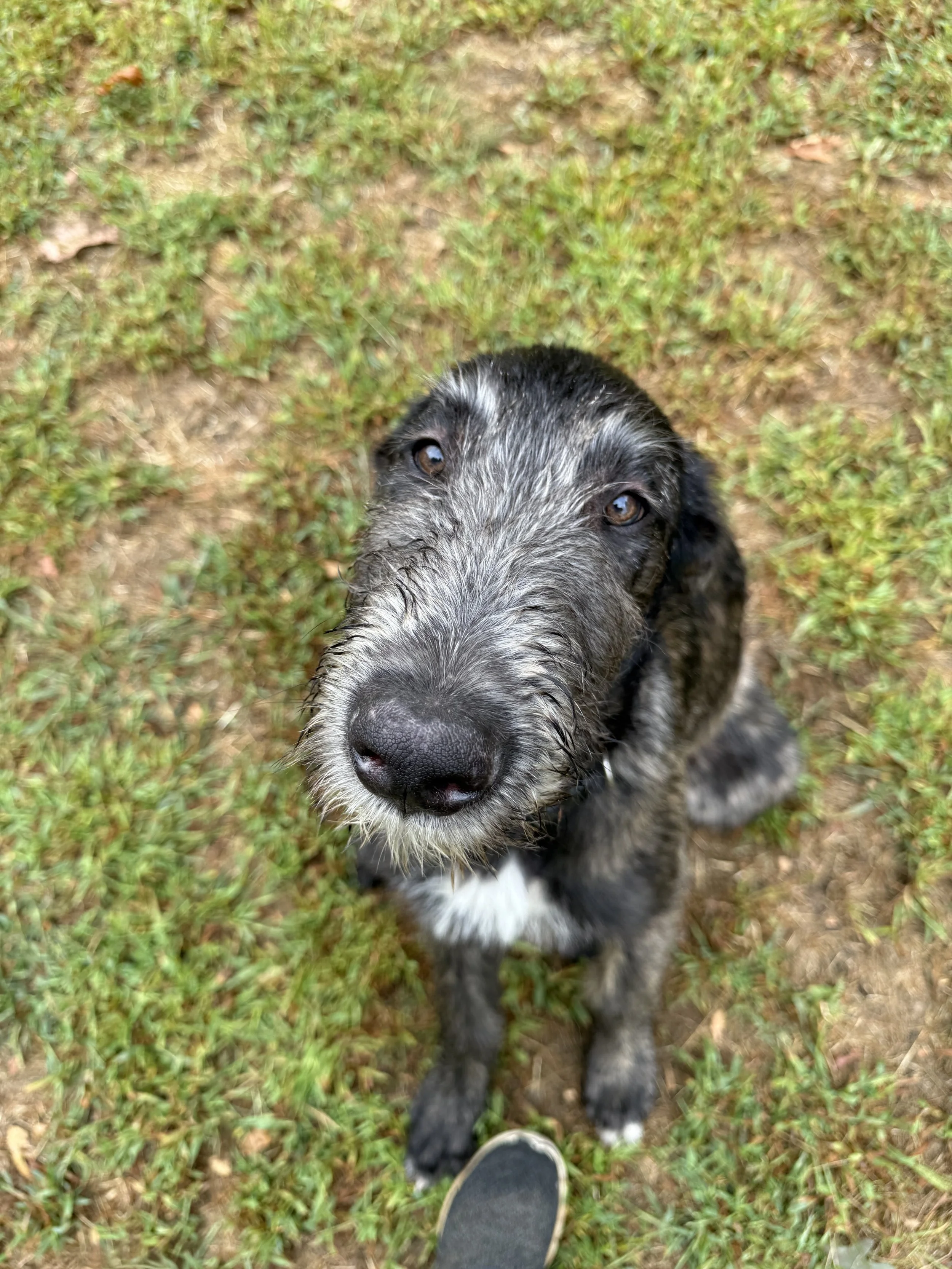 Irish Wolfhound Ballyhara Emissary