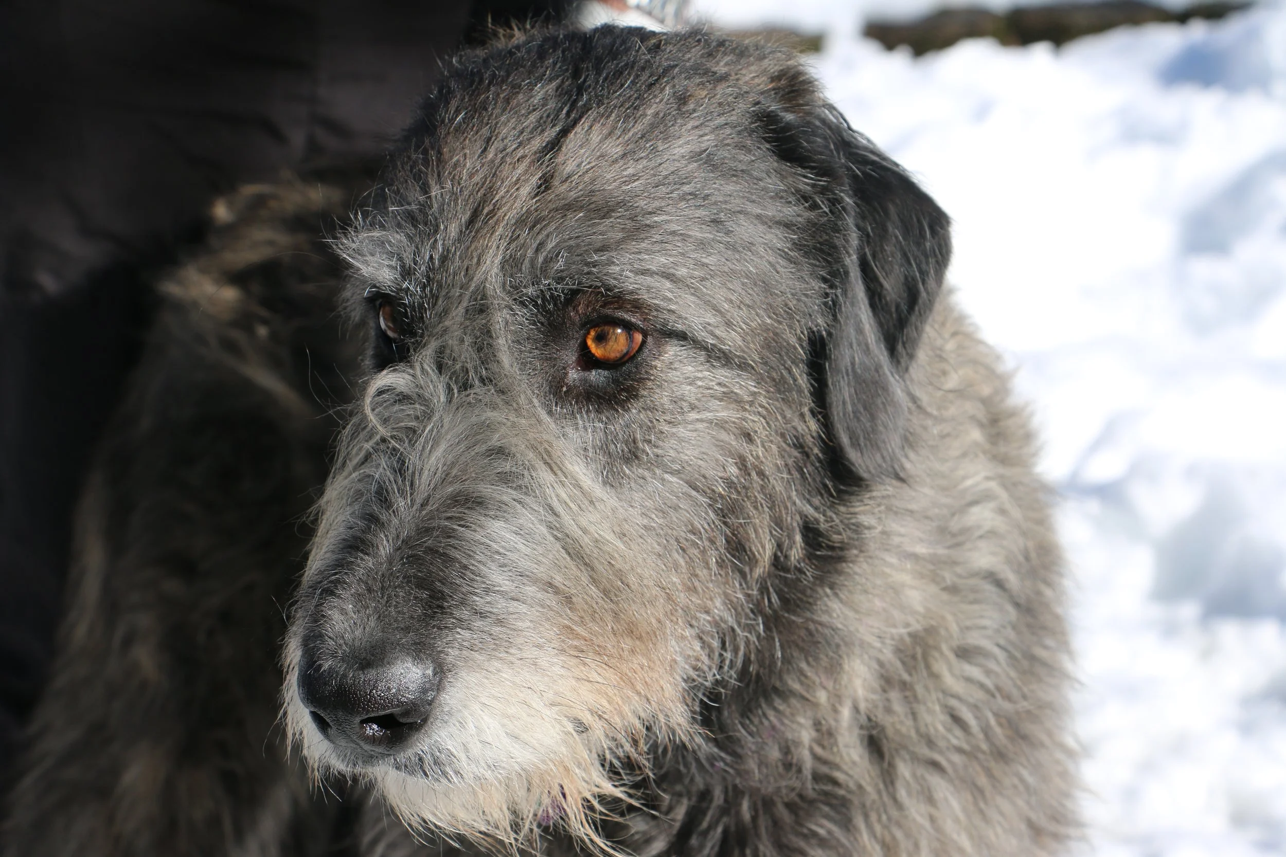 Irish Wolfhound Ballyhara Kellyanne