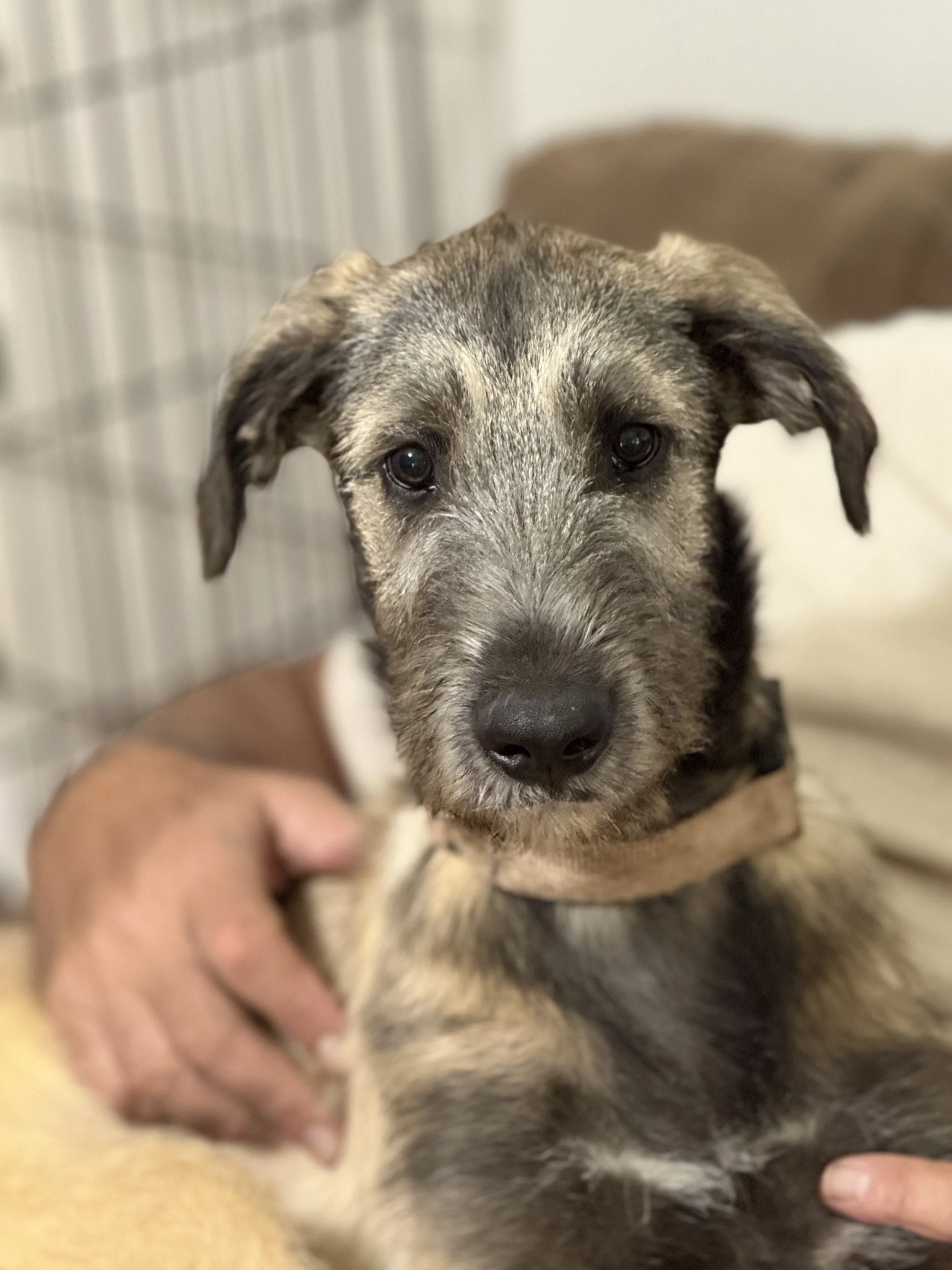 Ballyhara elle headpiece