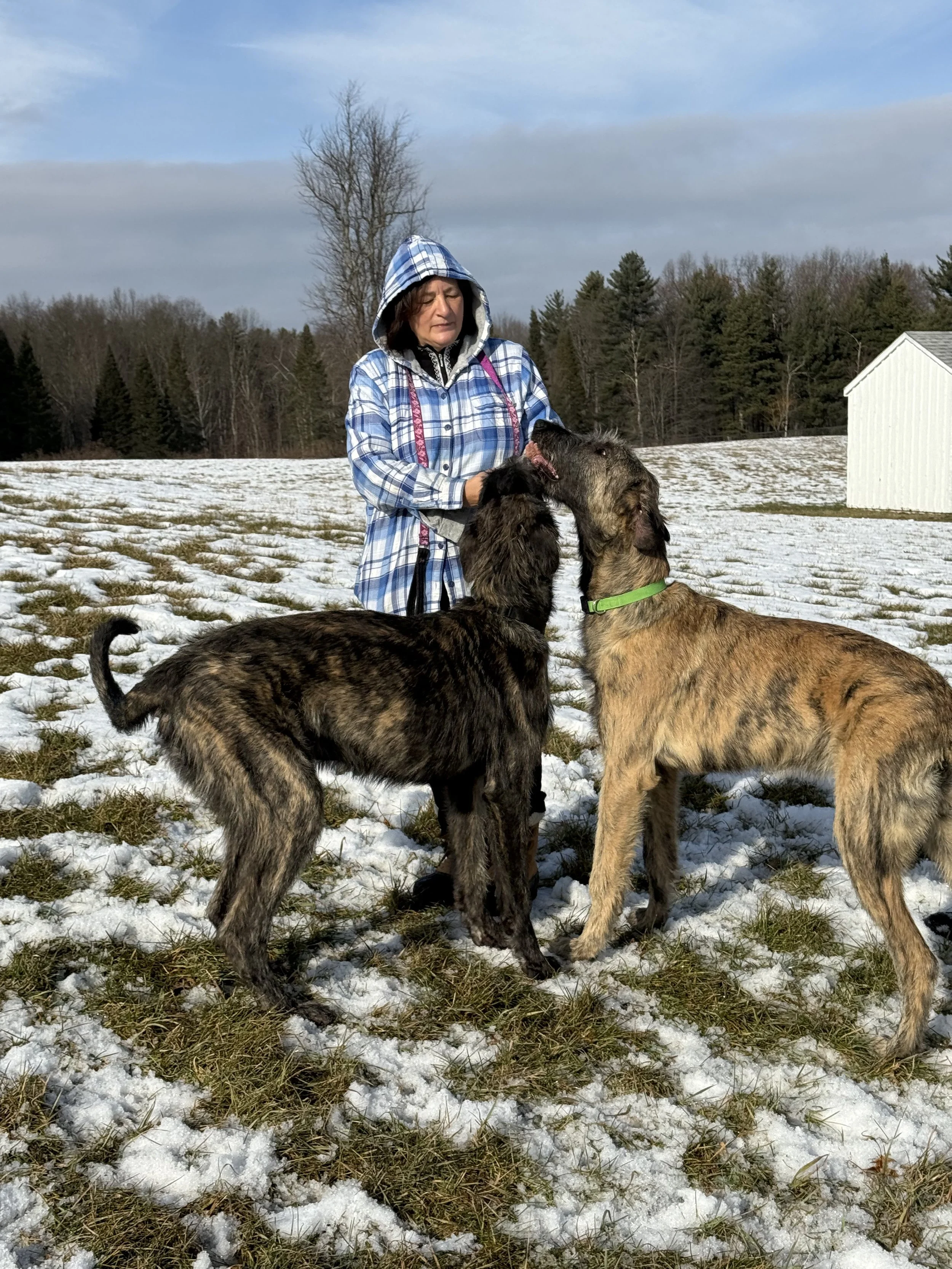 Ballyhara Erin & Emissary