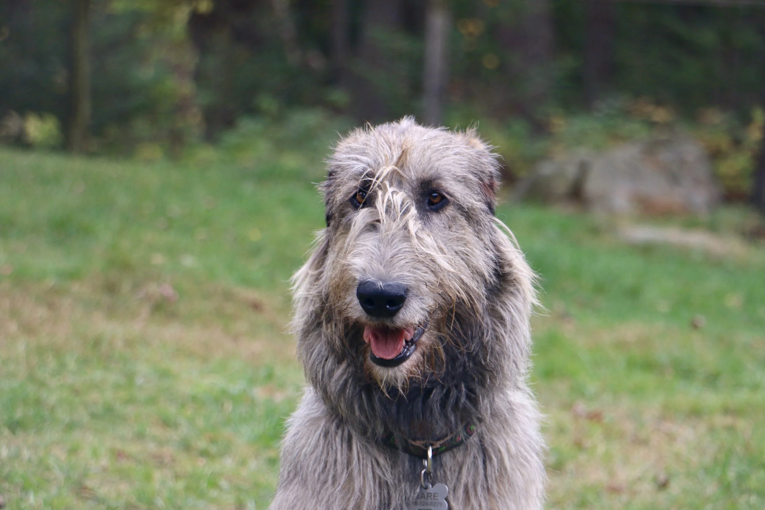 Irish Wolfhound Ballyhara Mare