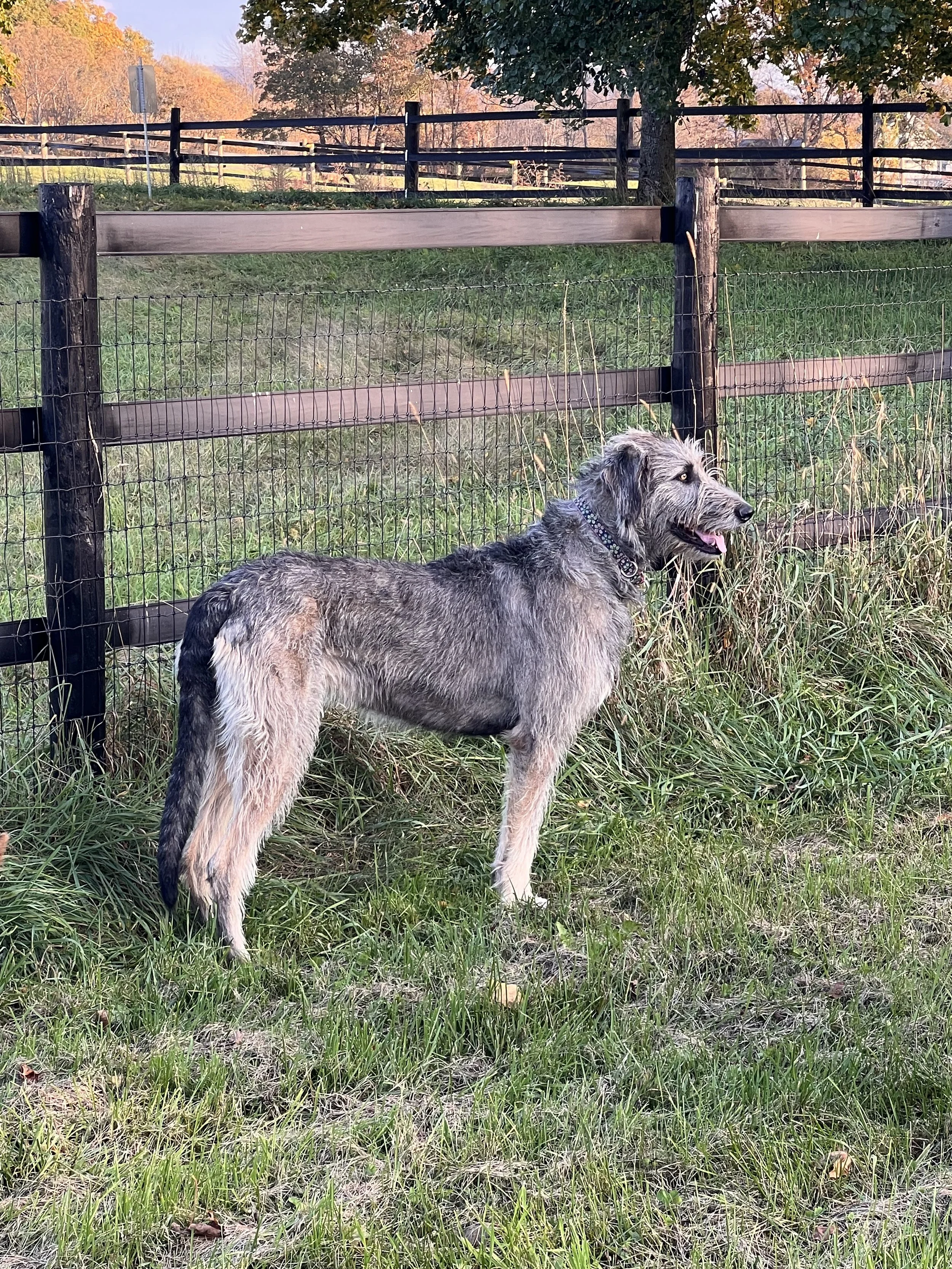 Ballyhara Alannah 5 years