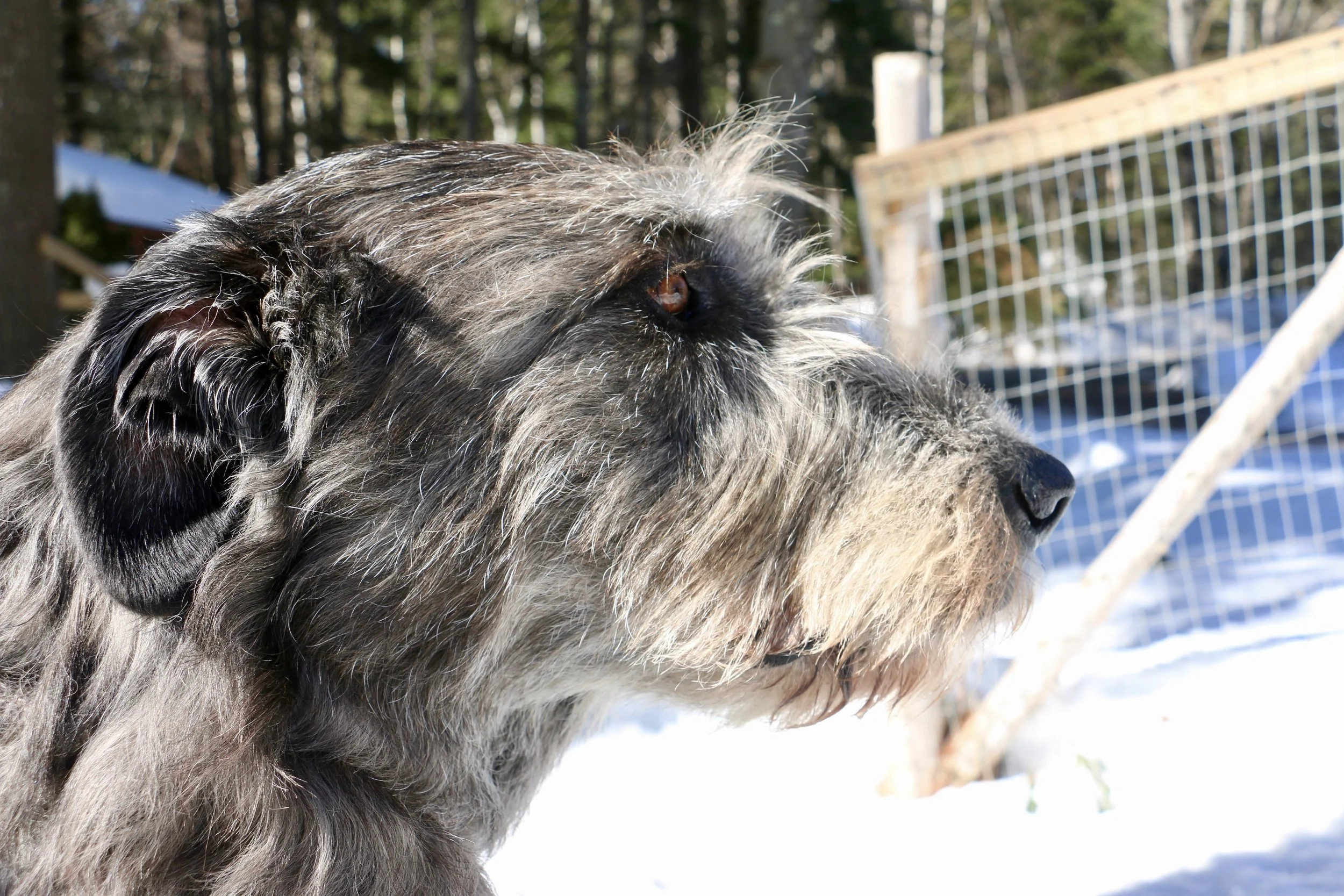Irish Wolfhound Ballyhara Declan