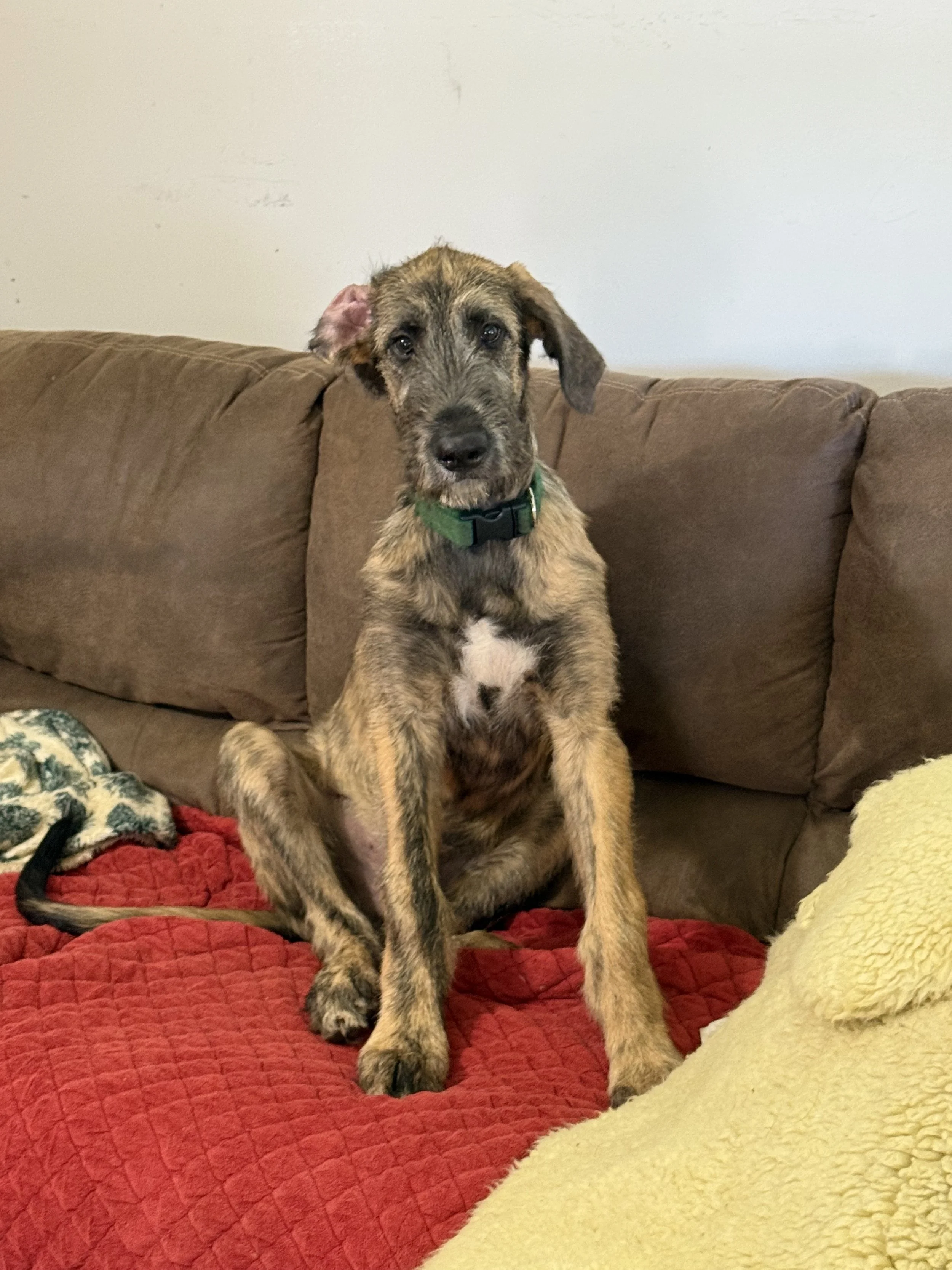 Ballyhara Erin King of the couch