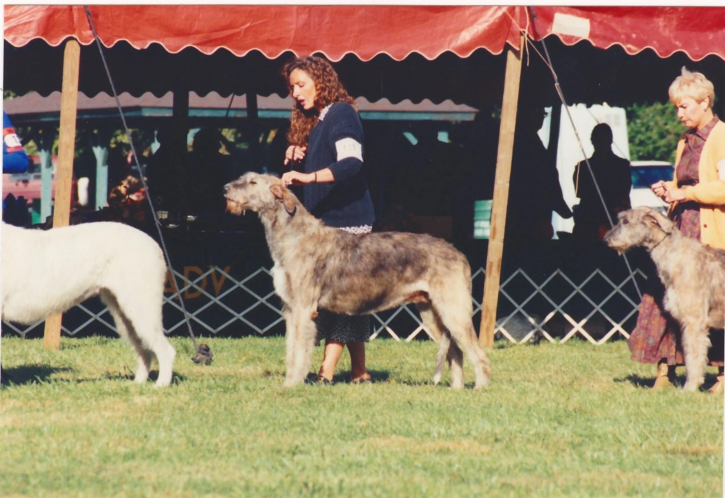 irish wolfhound cashel siobhan of culach
