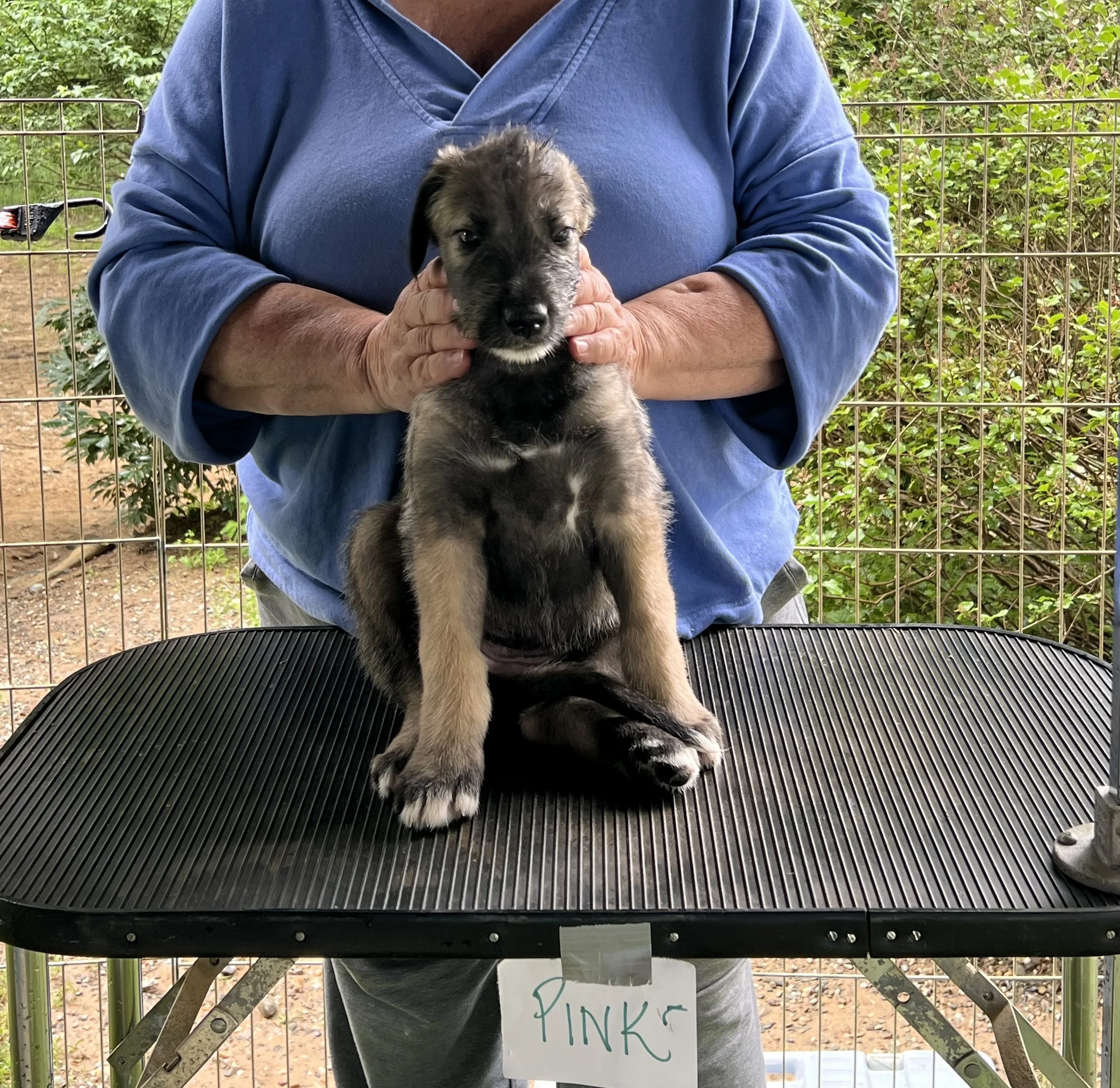 Ballyhara Elle frontal