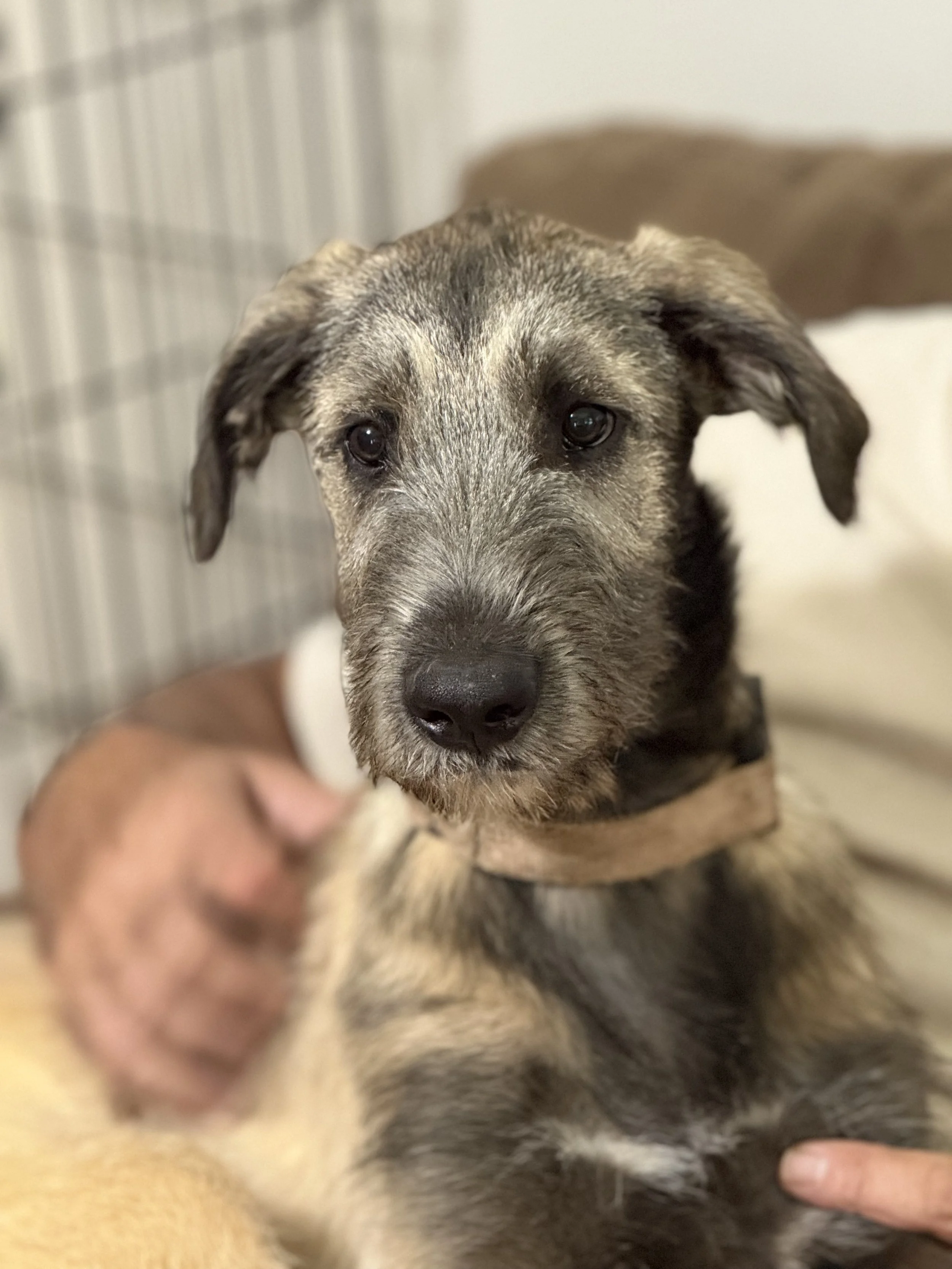 Irish Wolfhound Ballyhara Elle