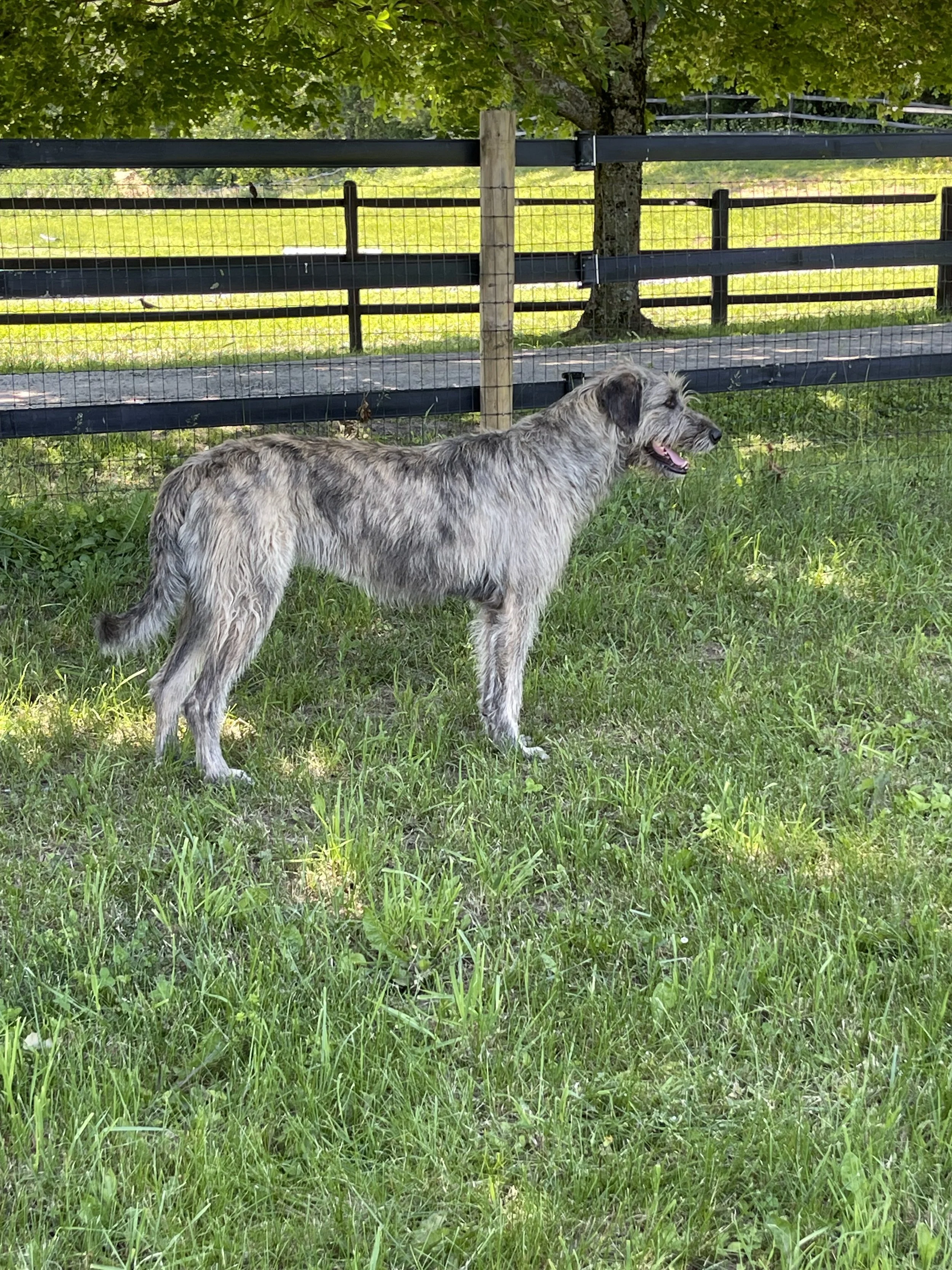 Ballyhara Afric 2 years