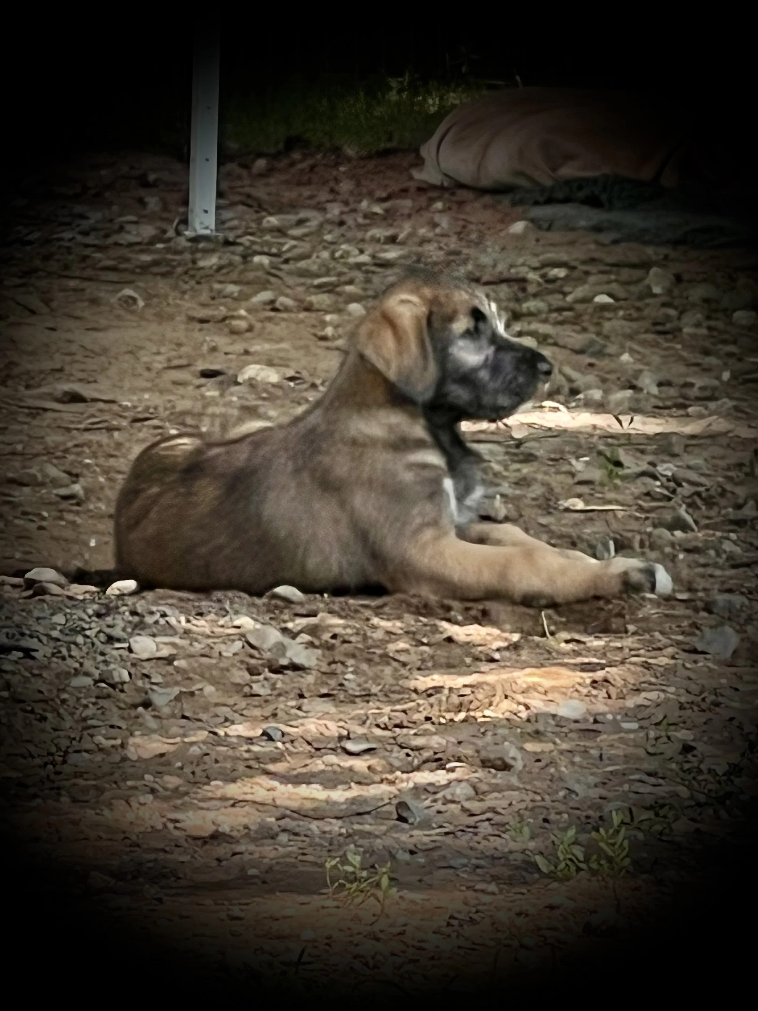 ballyhara evangeline