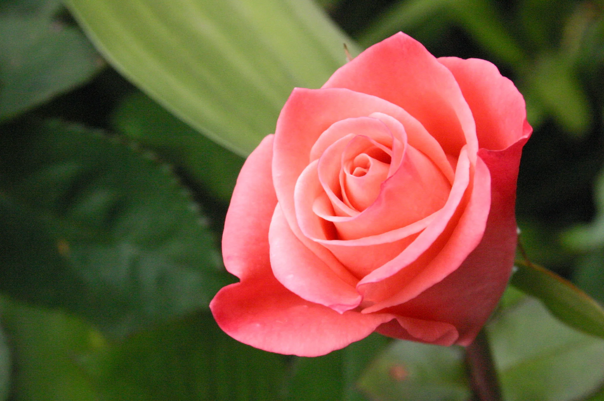 Beautiful single pink rose in the sunshine