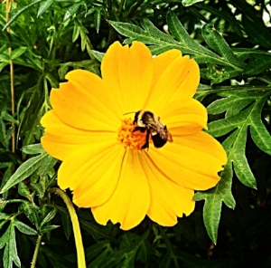 Mindful to its purpose, a bee journeys through the waning summer season