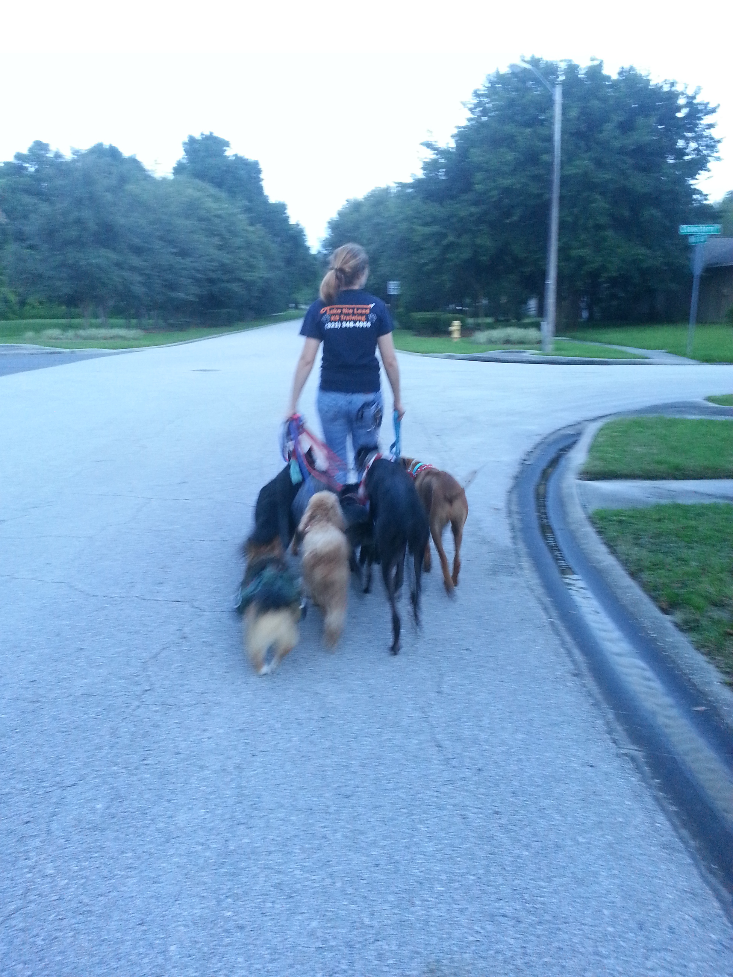 dog trainer orlando dog trainer orlando