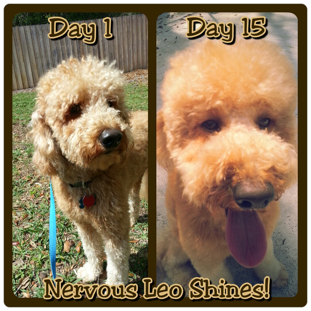 Insecure and nervous Leo learned how to trust his owners to help him stay comfortable and confident!