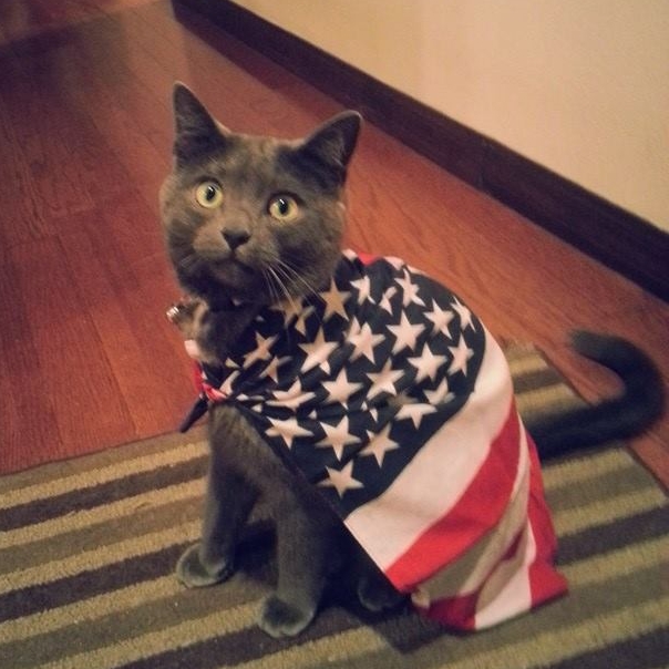 #dogtrainingcat
