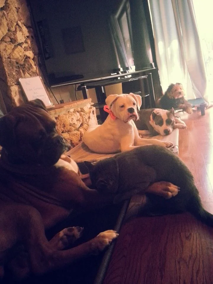 Photos & Videos — Orlando Florida Dog Training Central FL Dog Trainer