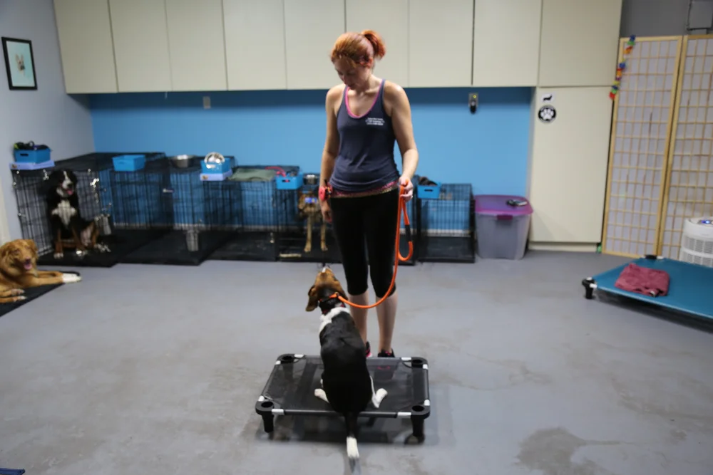 Dog Behavior Classes for Humans: Master Canine Communication Today