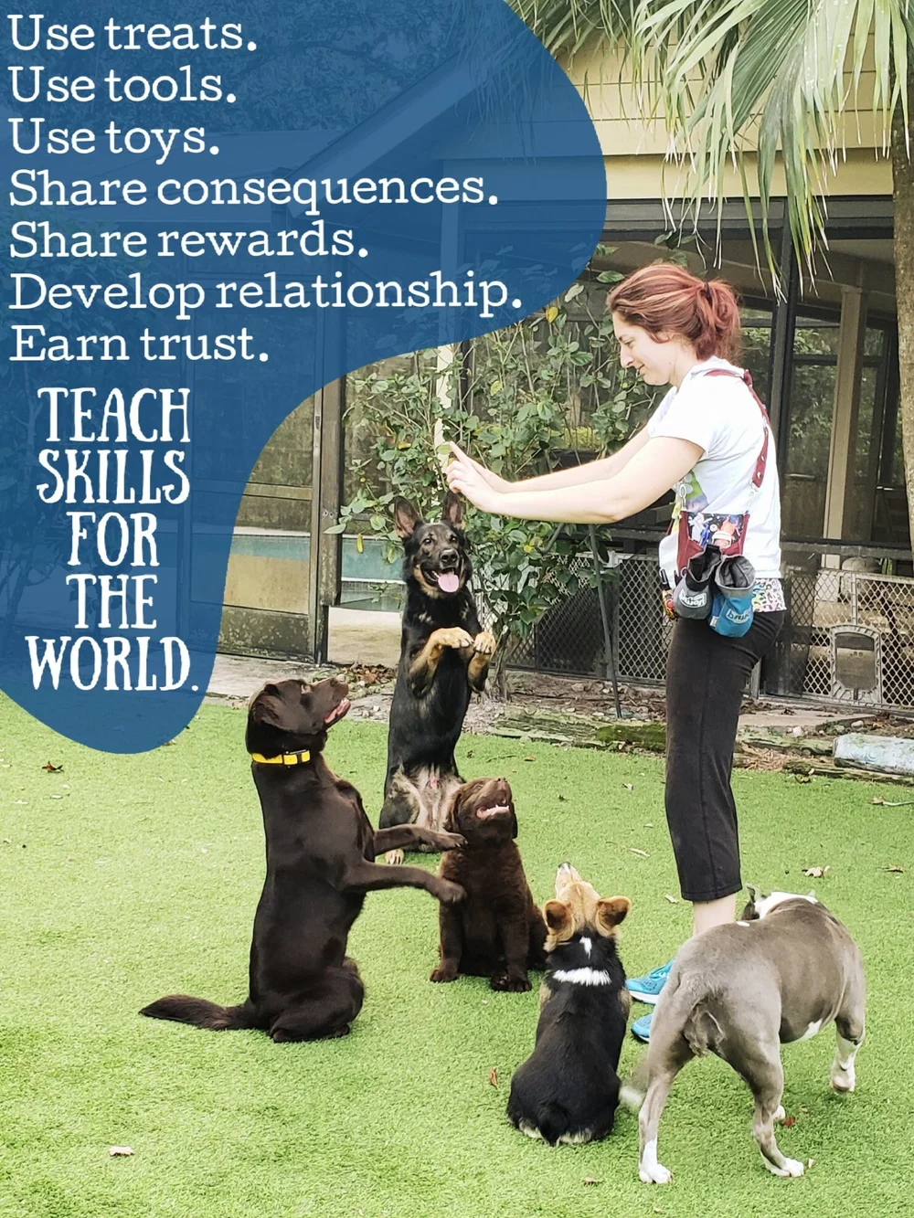 Train the Dog in front of you, teach them skills for life