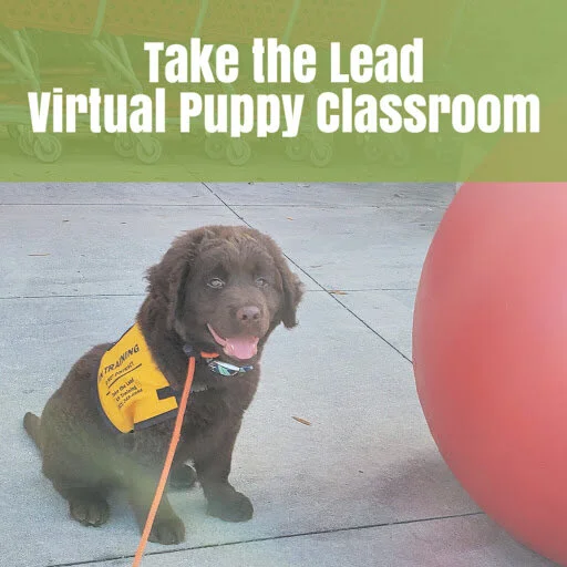 Store — Orlando Florida Dog Training Central FL Dog Trainer Dog