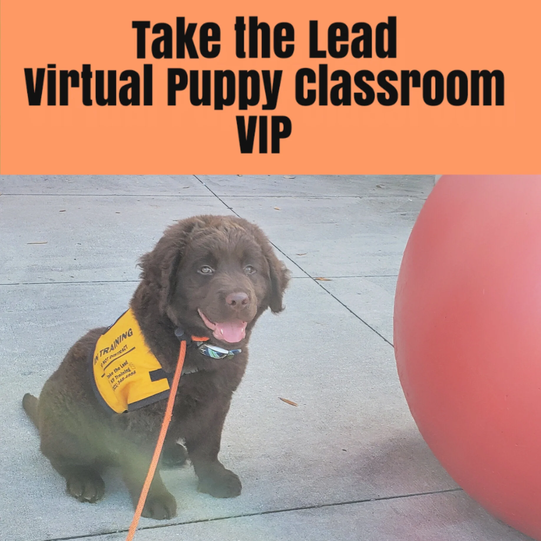 take the lead dog training