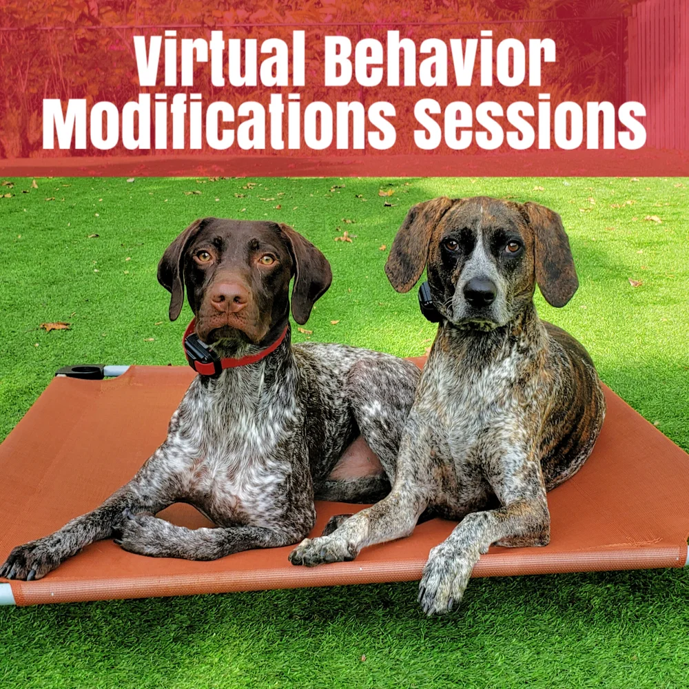 Dog Behavior Modification Programs: Effective Steps for Lasting Change